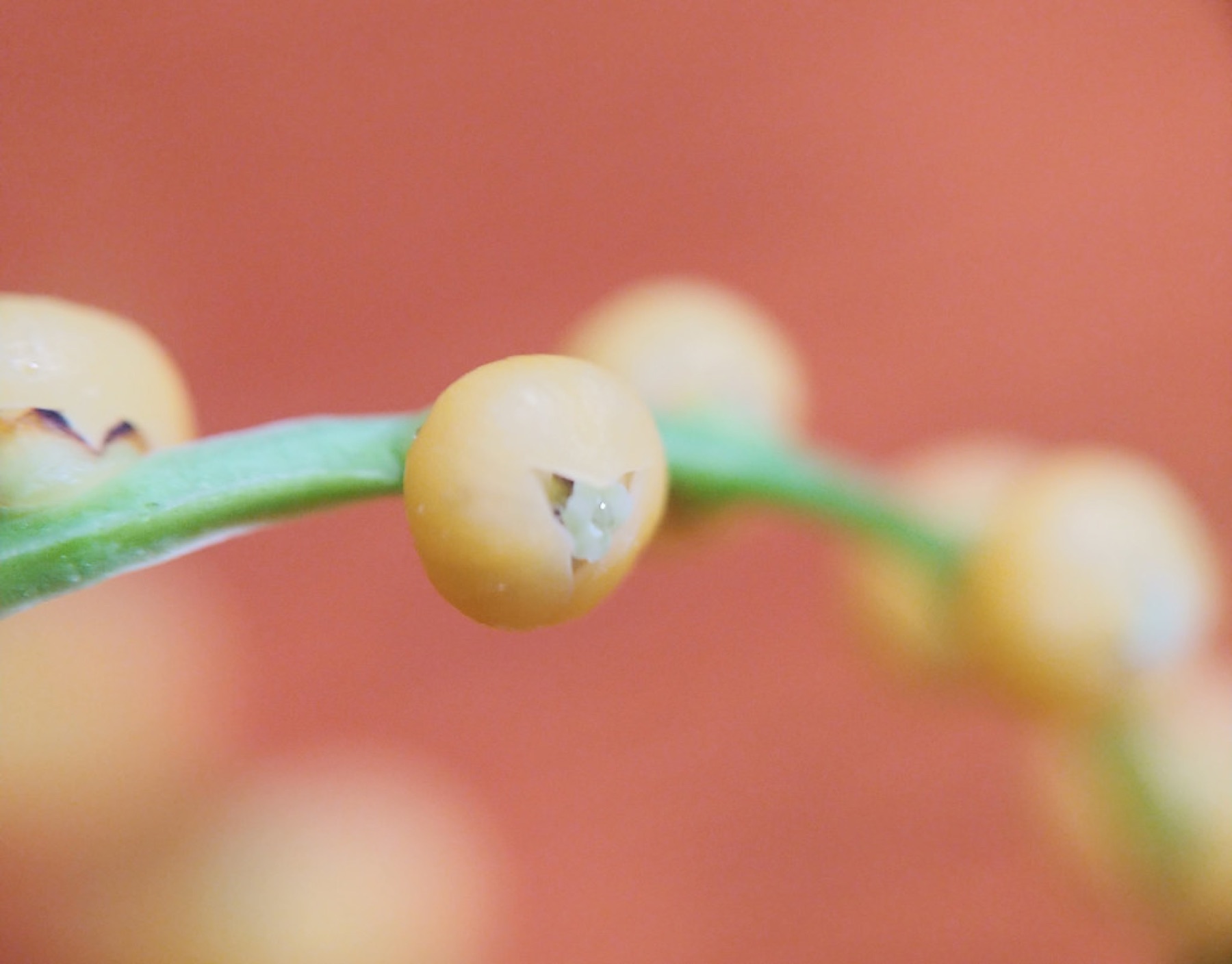 Parlor Palm — photo 1