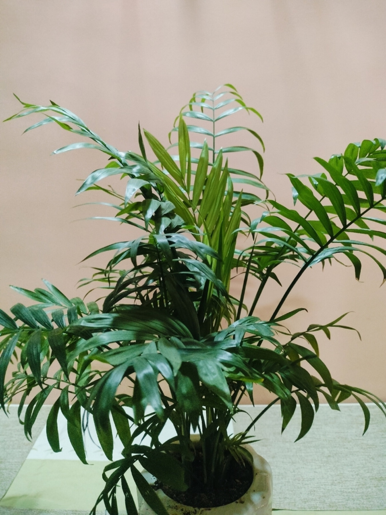 Parlor Palm — photo 2