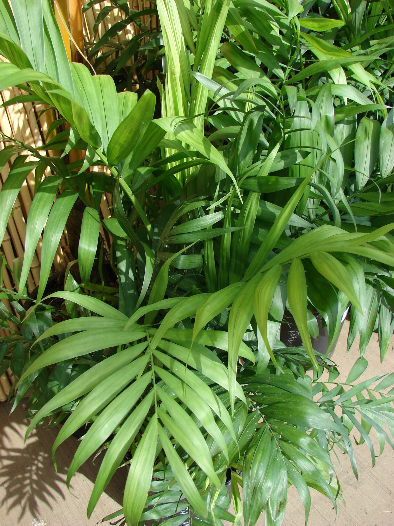Parlor Palm — photo 3