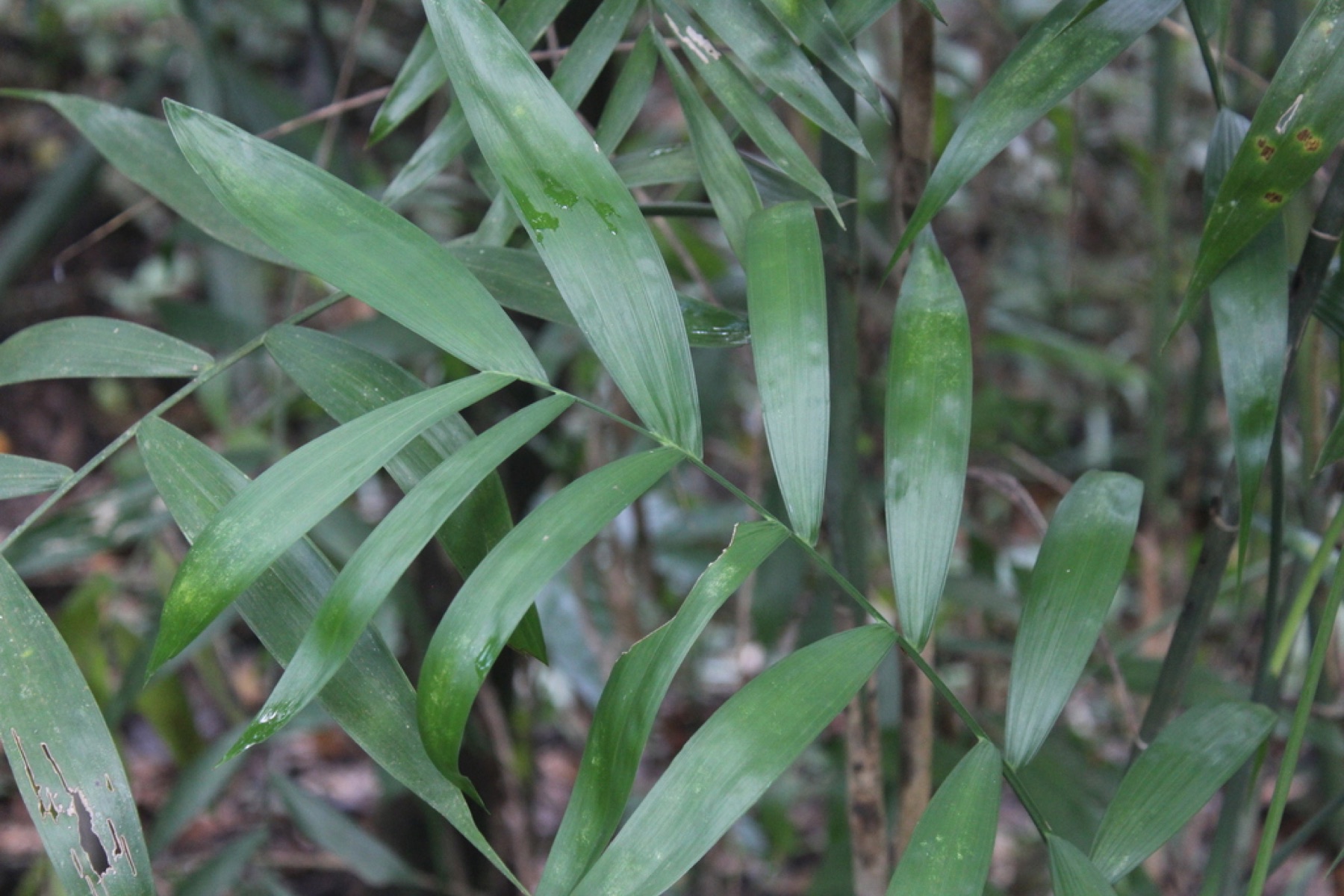 Parlor Palm — photo 4