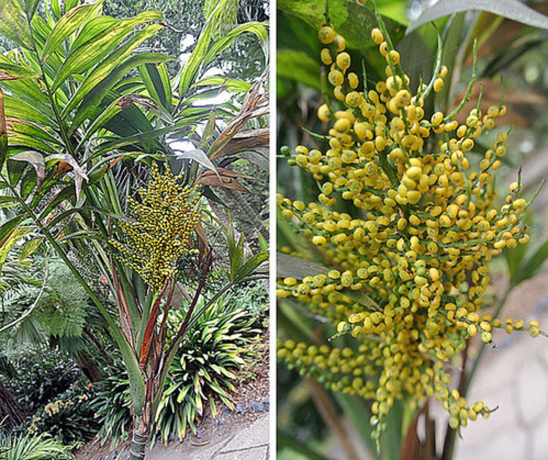 Parlor Palm — photo 5