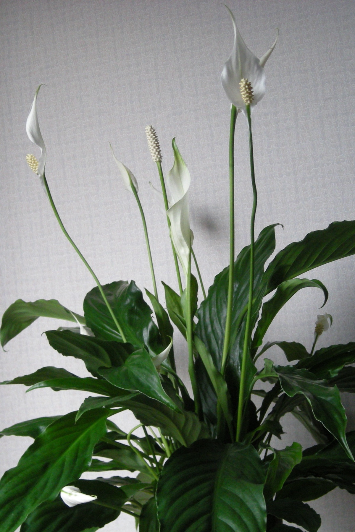 Peace Lily — photo 6
