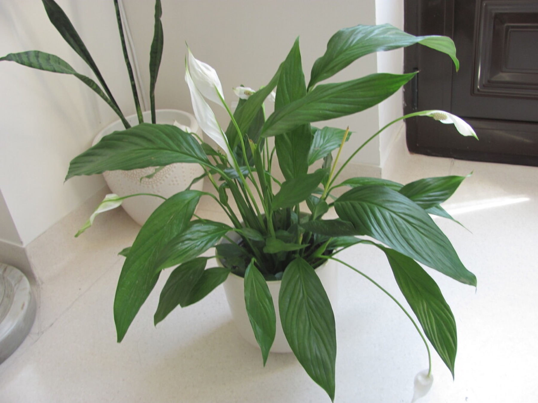 Peace Lily — photo 7