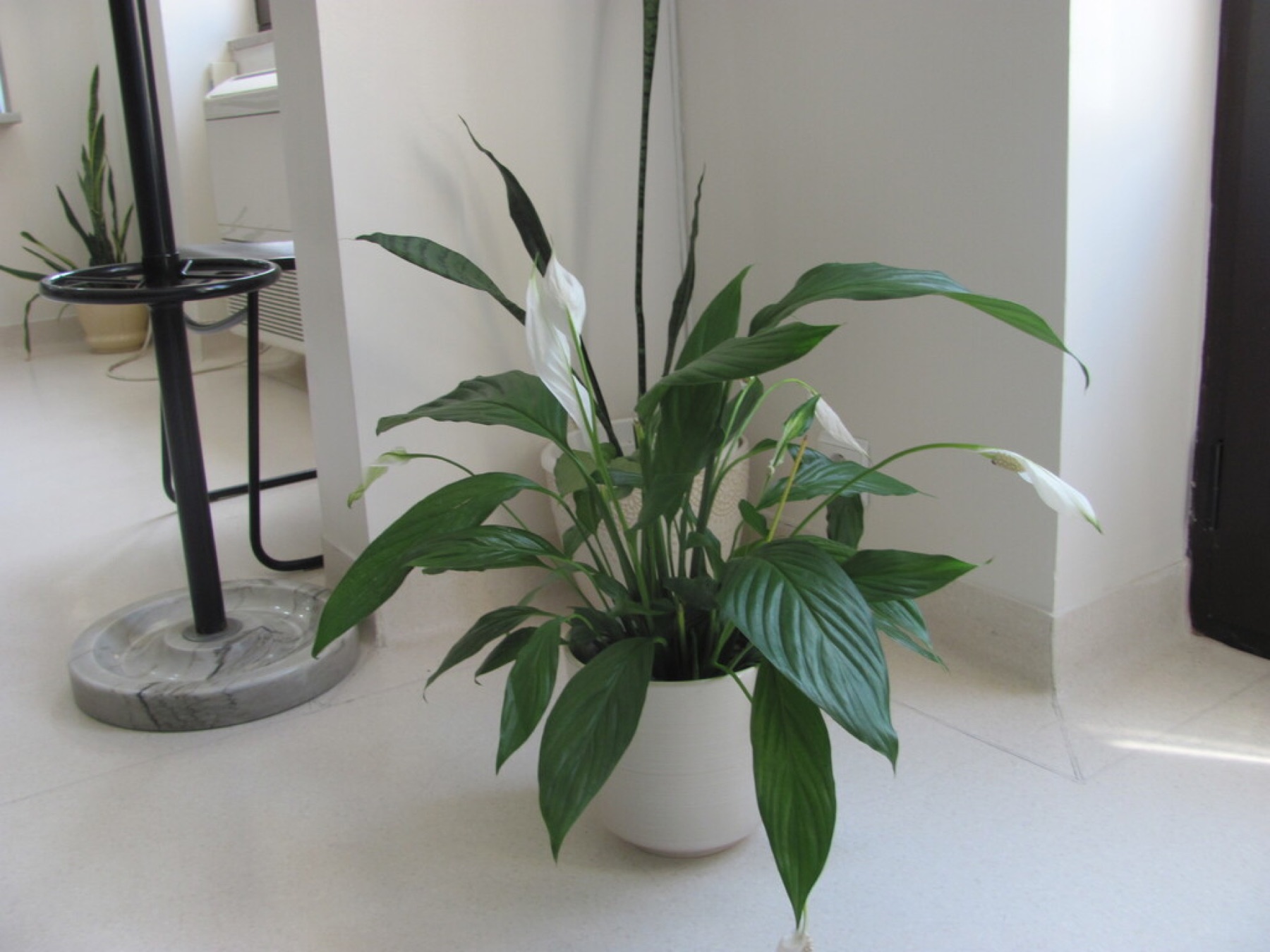 Peace Lily — photo 8