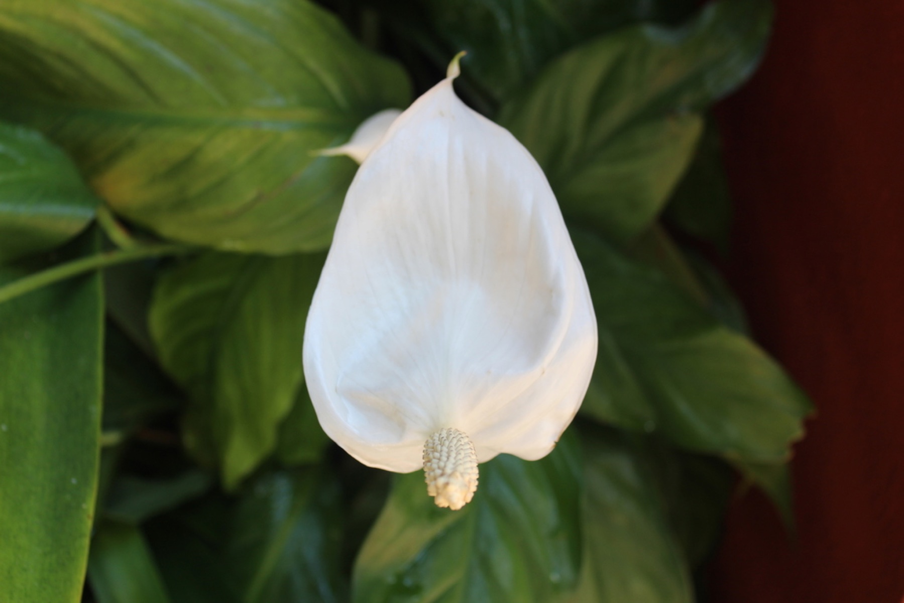 Peace Lily — photo 9