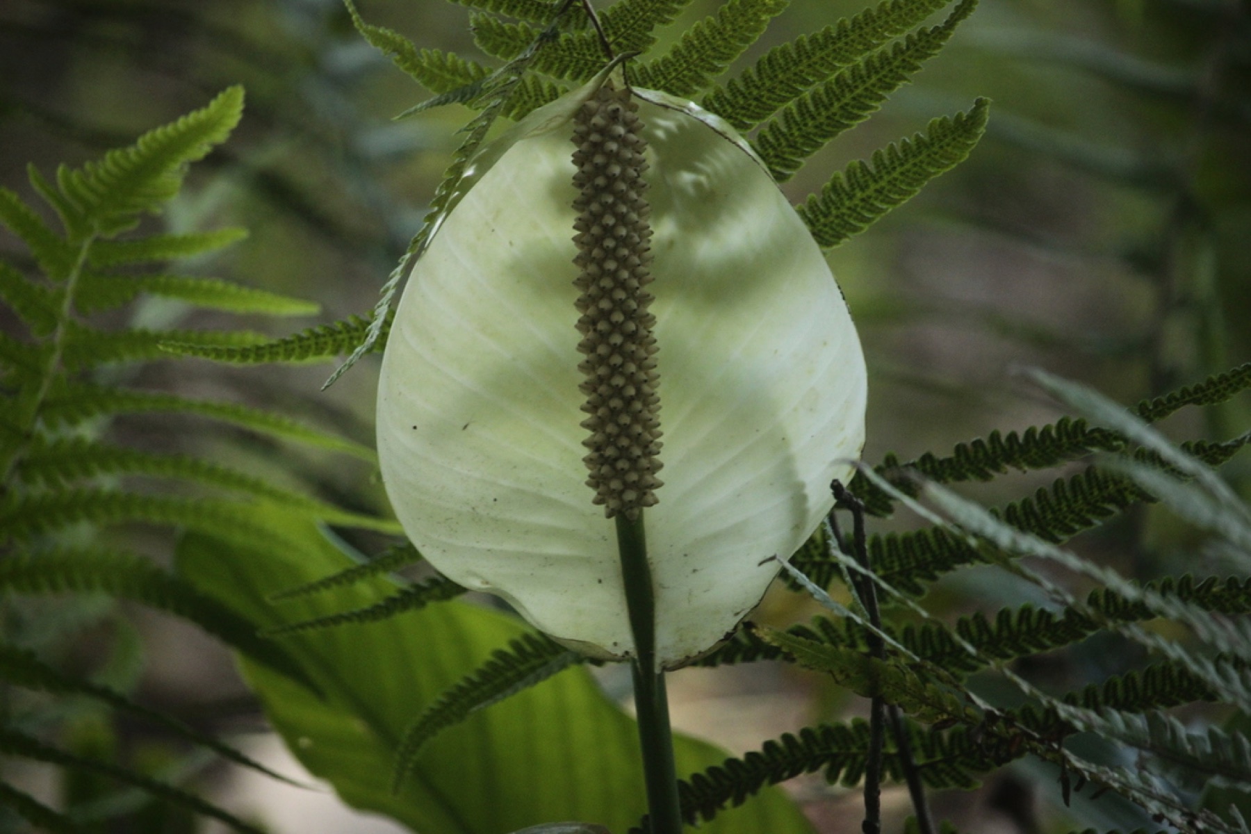 Peace Lily — photo 10