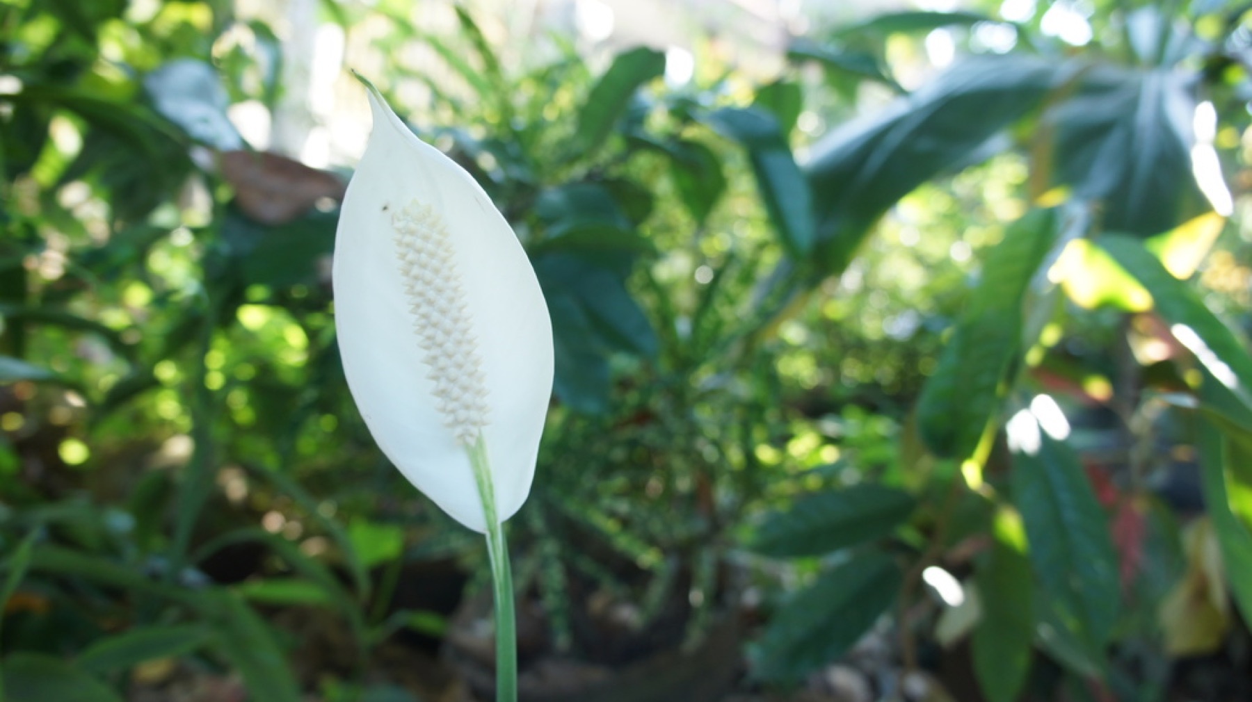 Peace Lily — photo 11