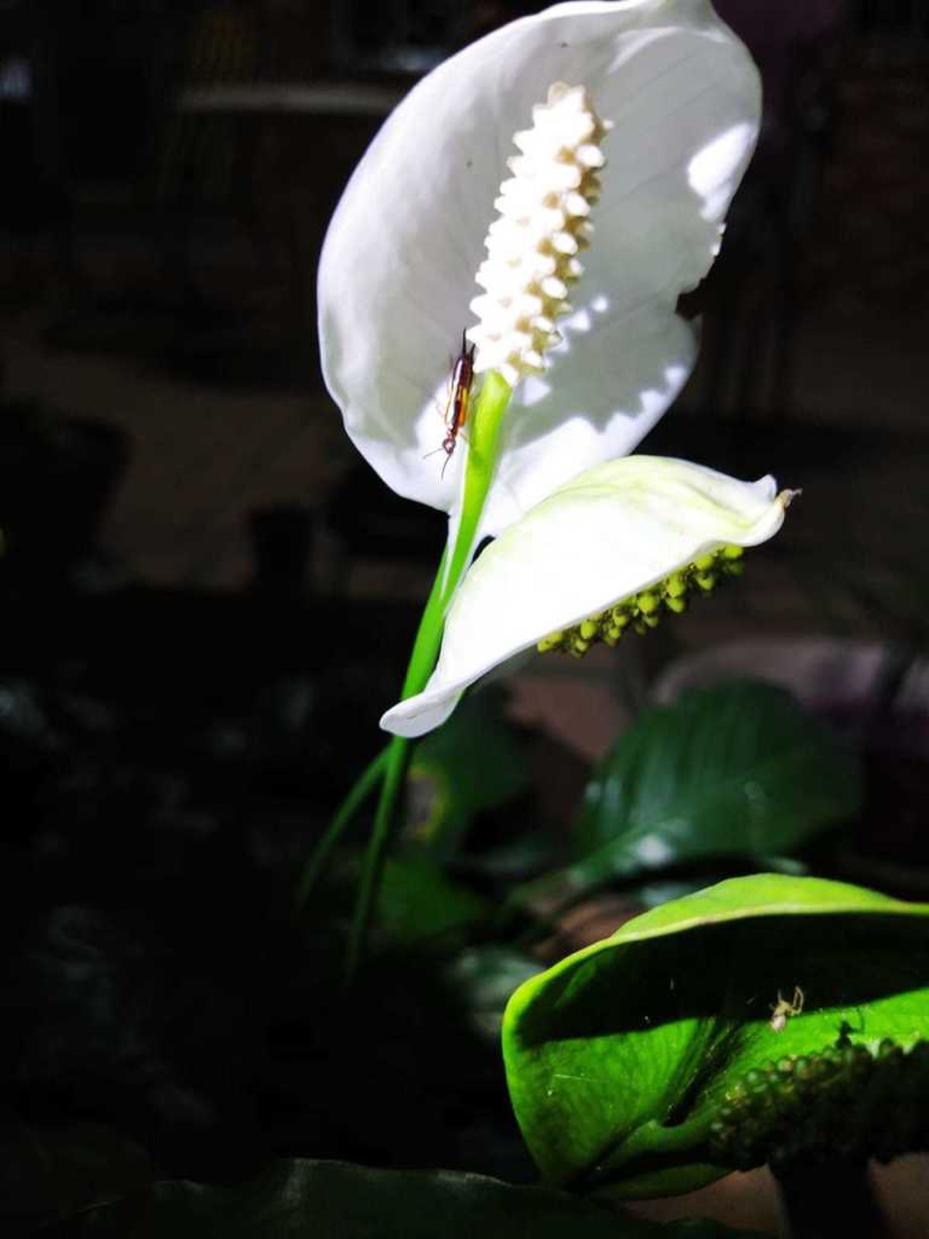 Peace Lily — photo 12