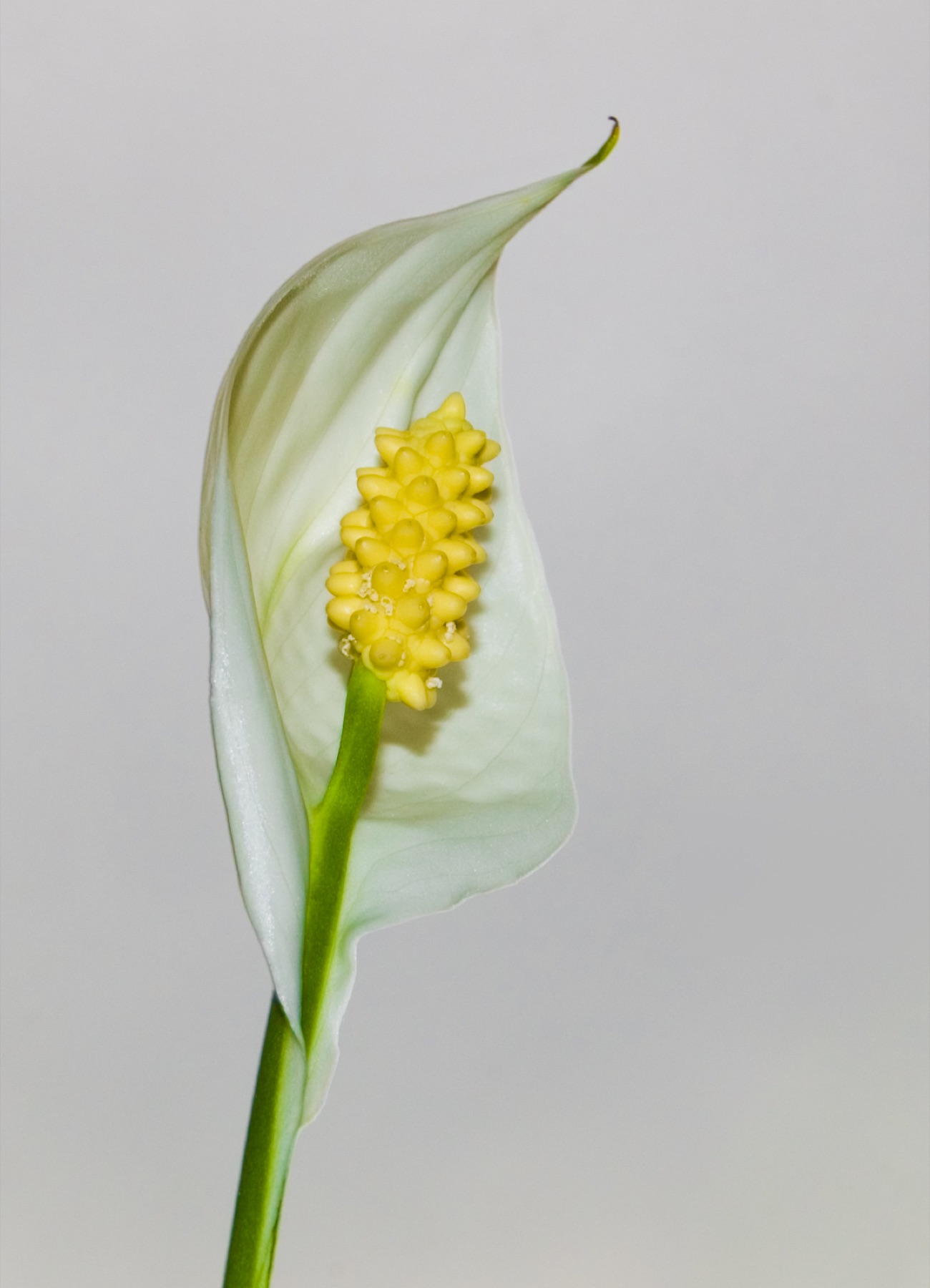 Peace Lily — photo 13