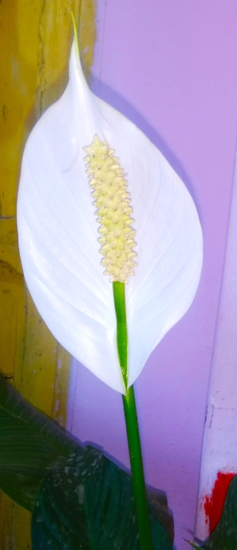 Peace Lily — photo 14
