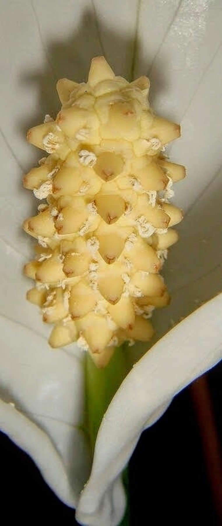 Peace Lily — photo 15