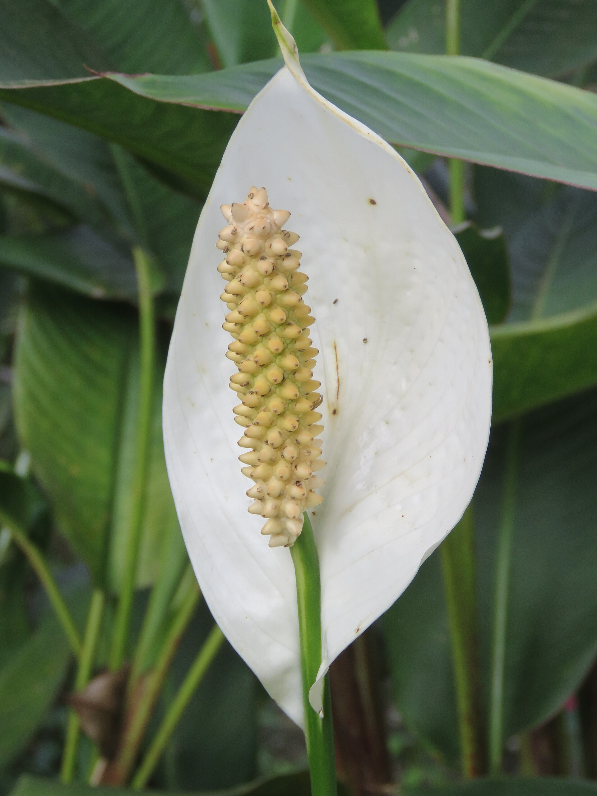 Peace Lily — photo 24