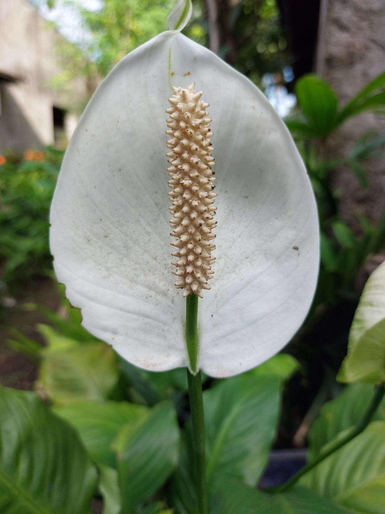 Peace Lily — photo 16