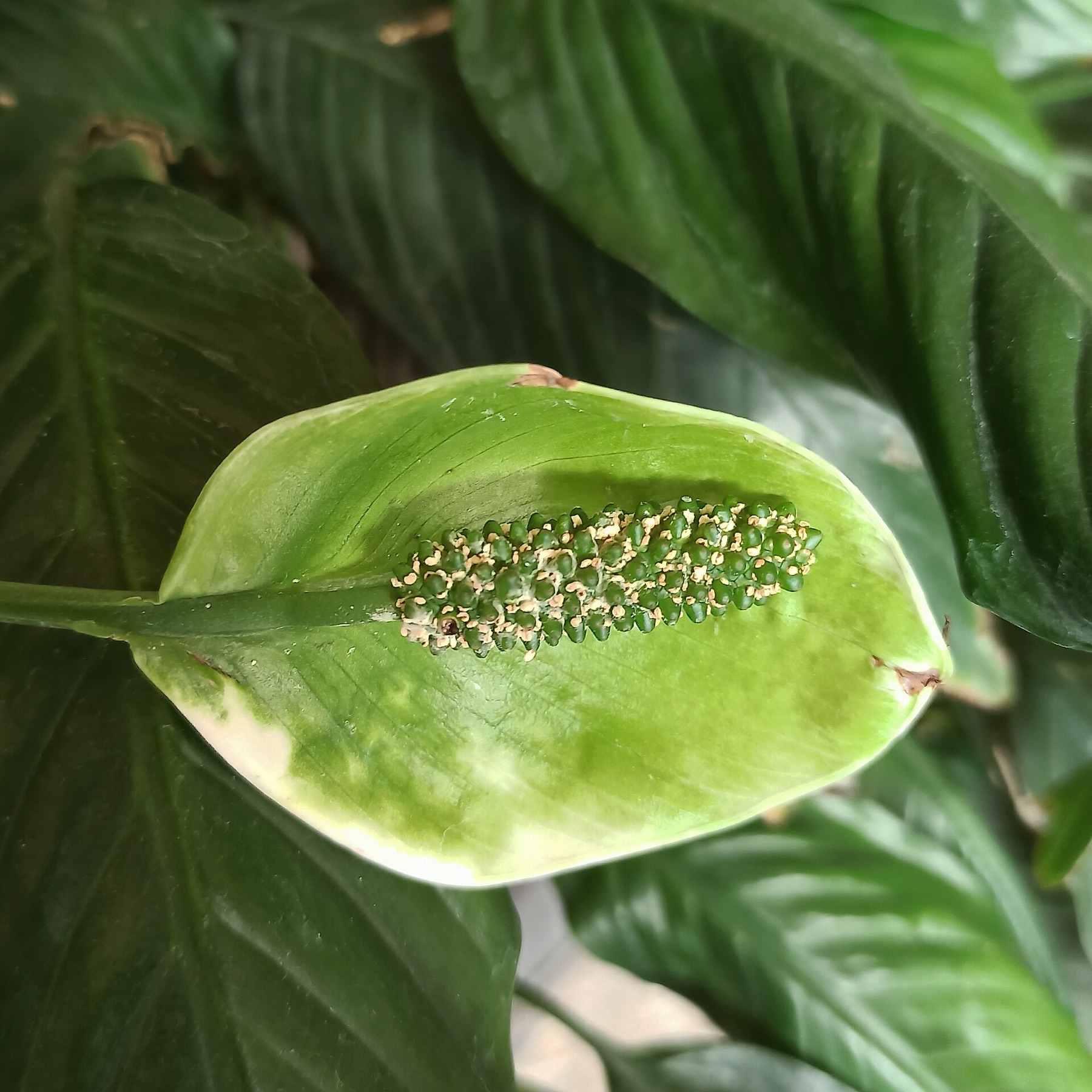 Peace Lily — photo 17
