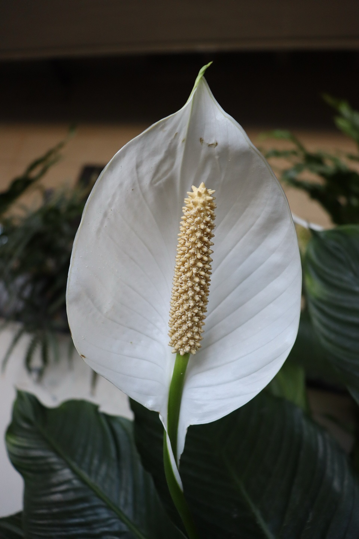 Peace Lily — photo 18