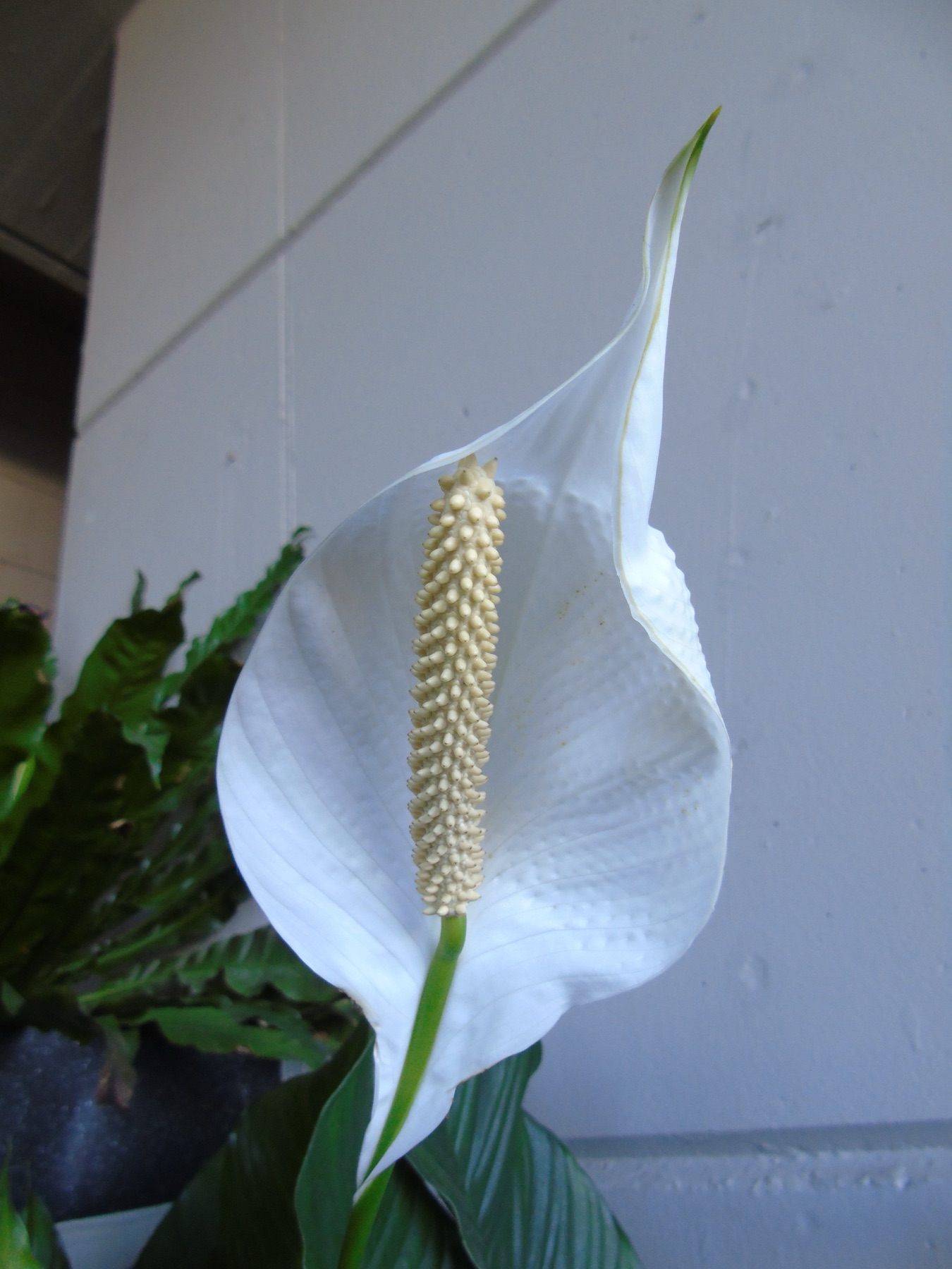Peace Lily — photo 19