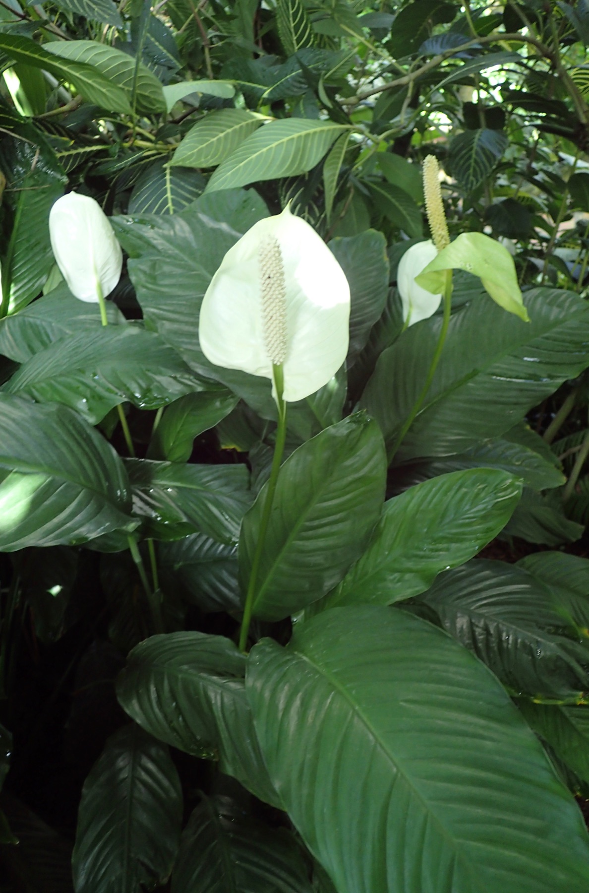 Peace Lily — photo 21