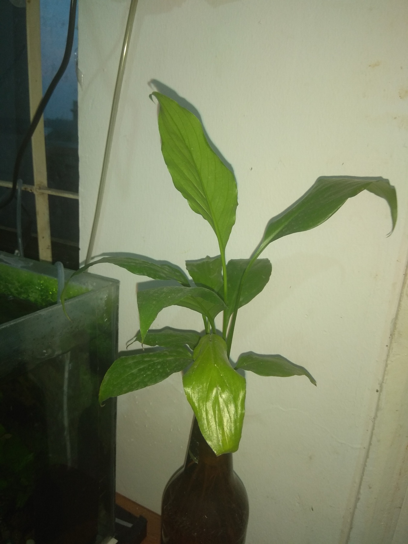 Peace Lily — photo 22