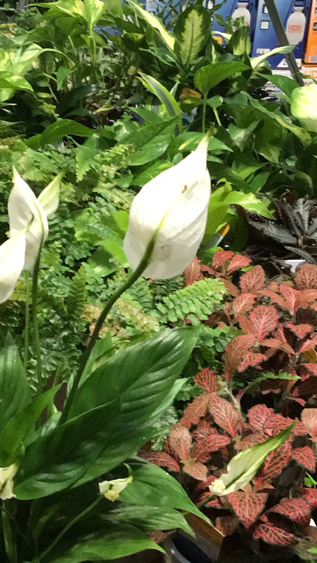 Peace Lily — photo 1