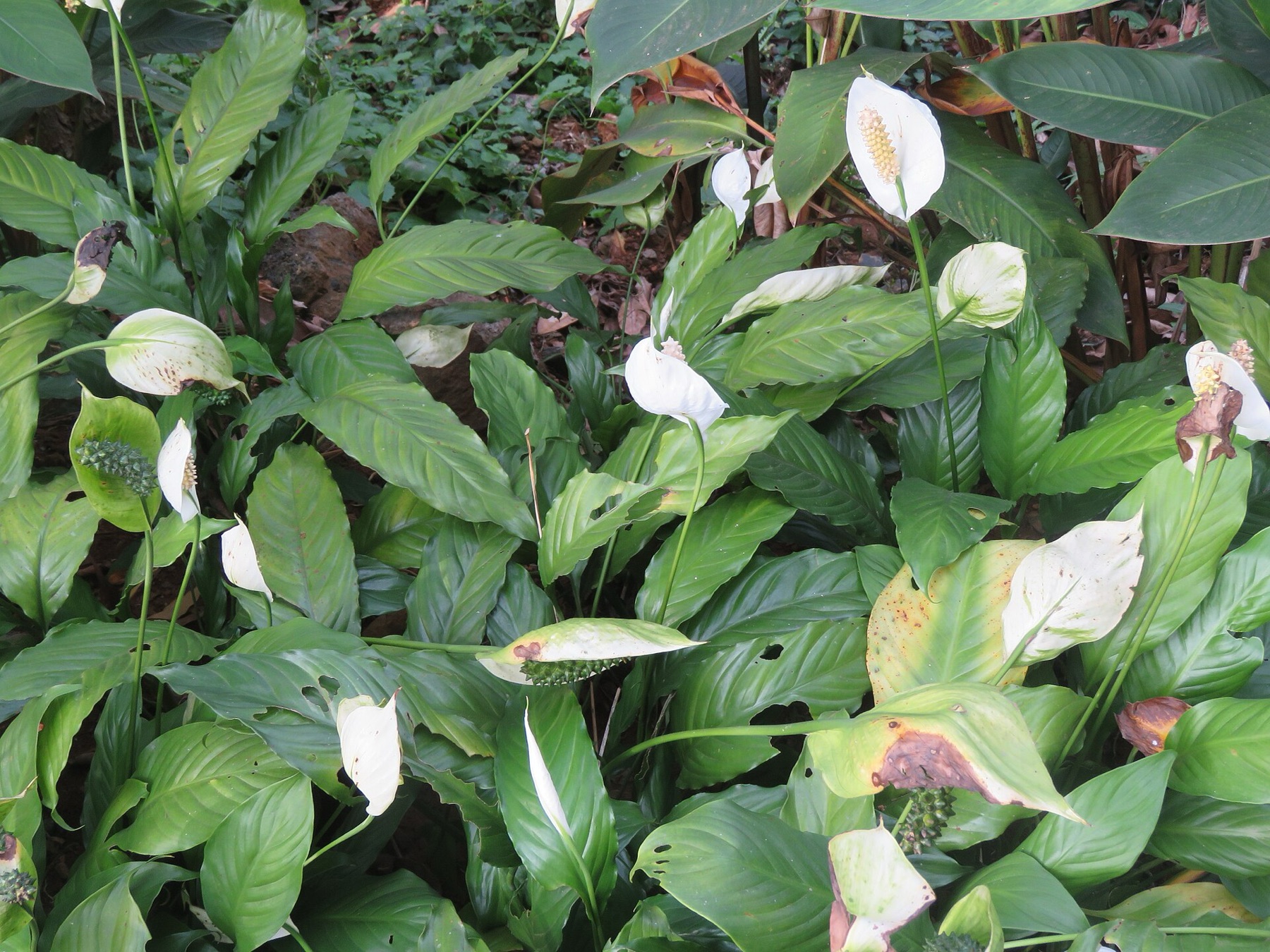 Peace Lily — photo 2