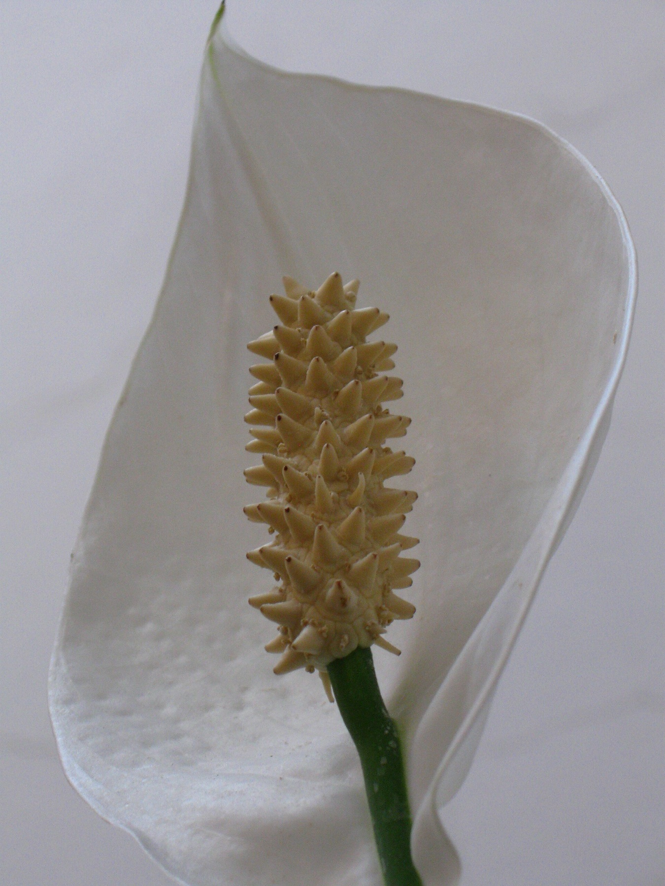 Peace Lily — photo 3