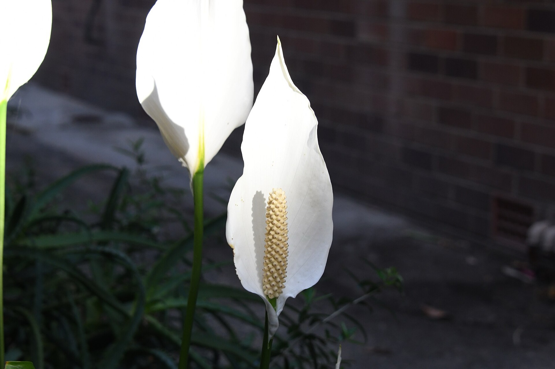 Peace Lily — photo 4