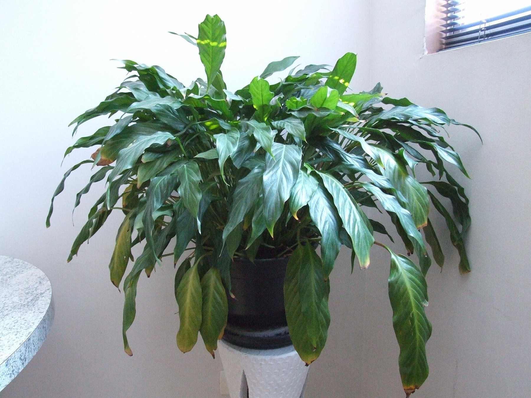 Peace Lily — photo 5