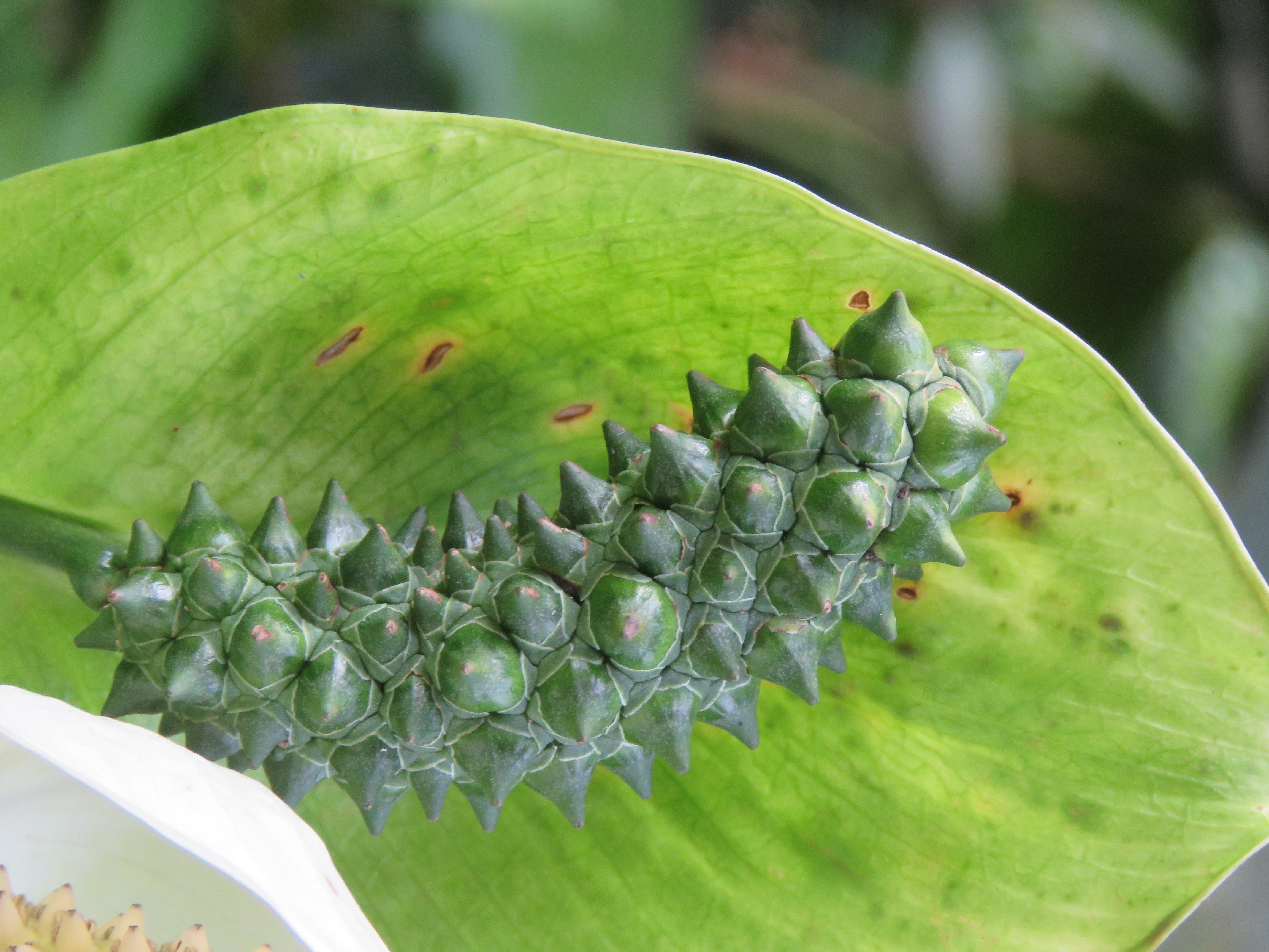 Peace Lily — photo 23