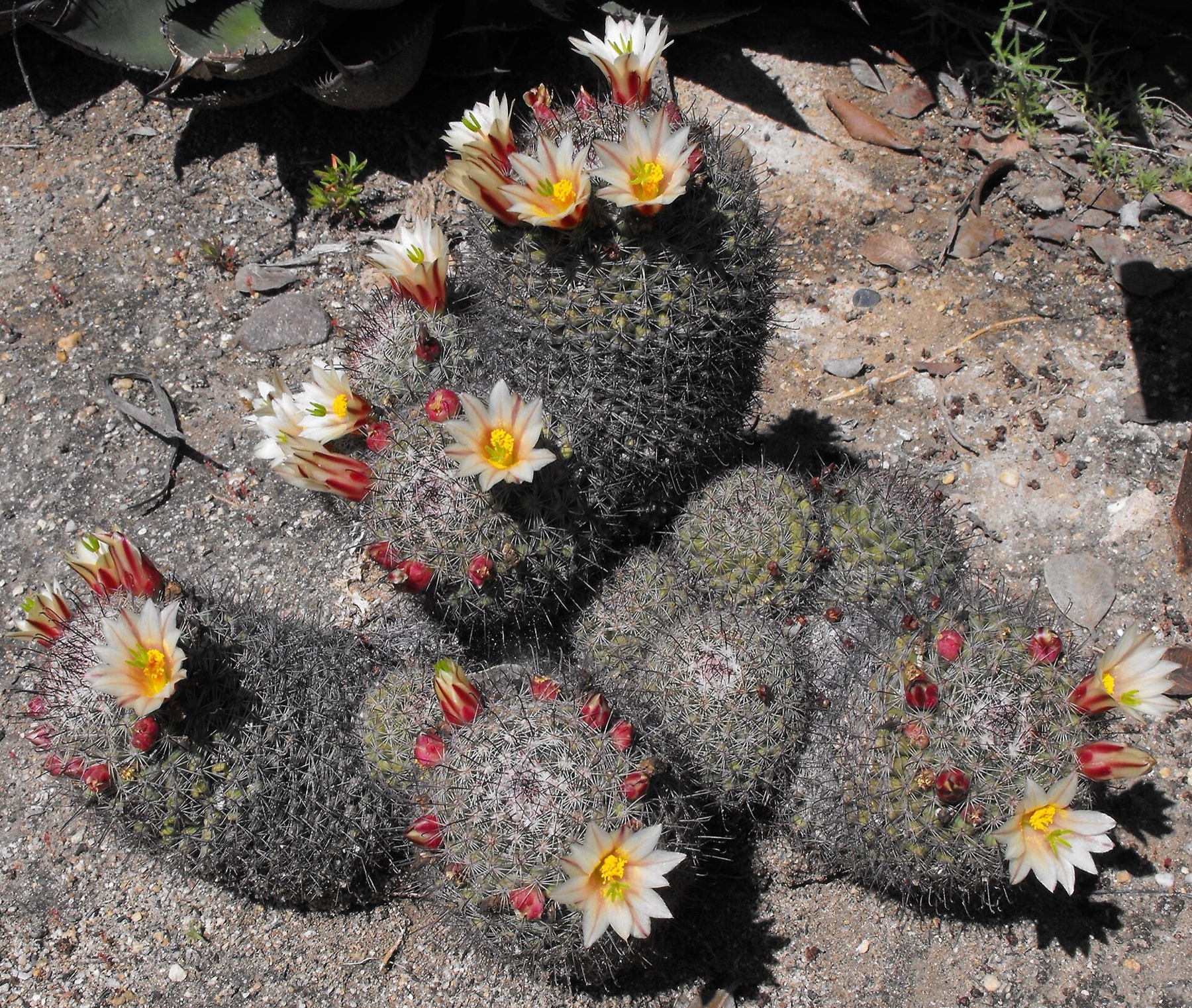 Peninsular Fishhook Cactus — photo 6