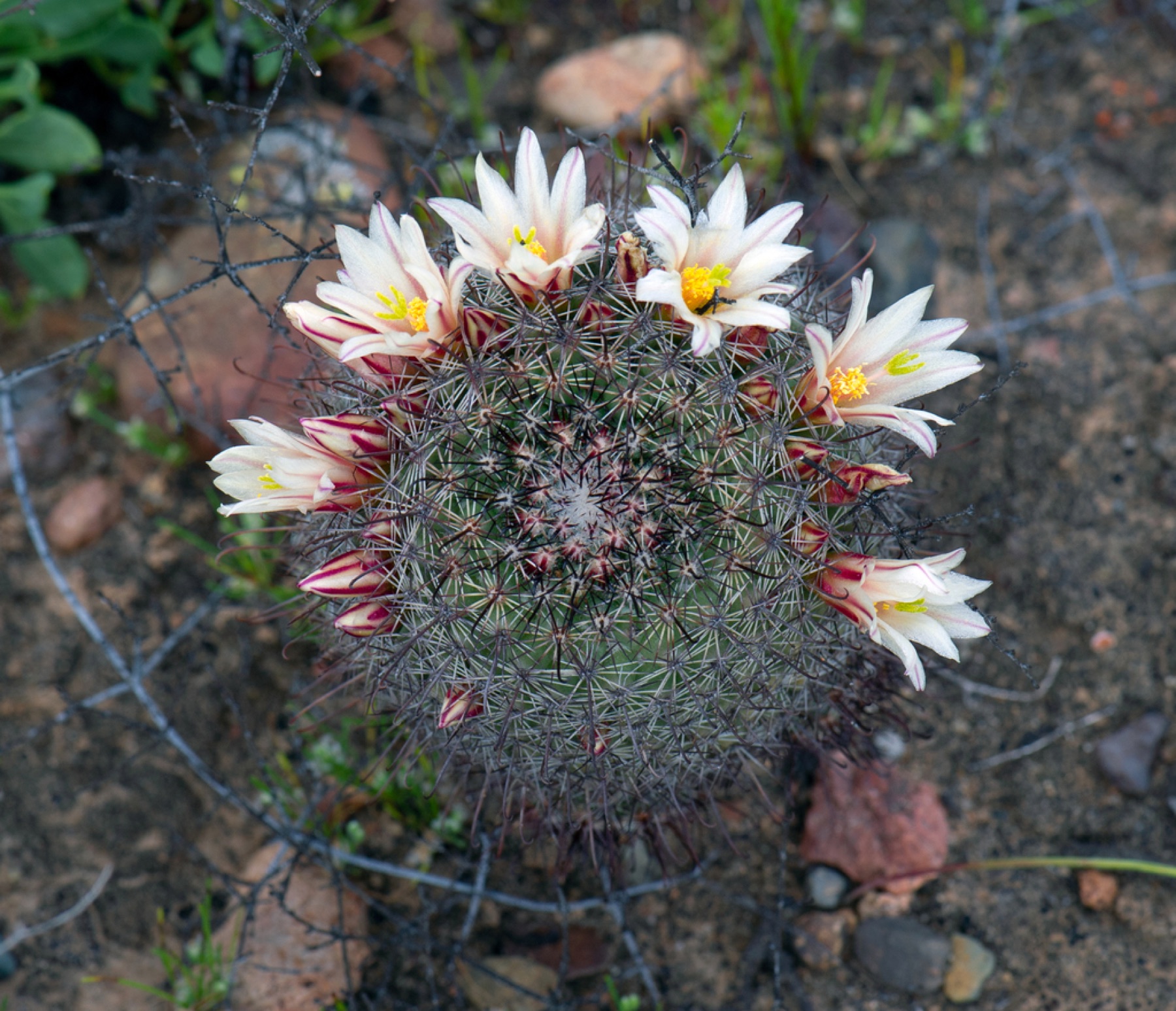 Peninsular Fishhook Cactus — photo 7