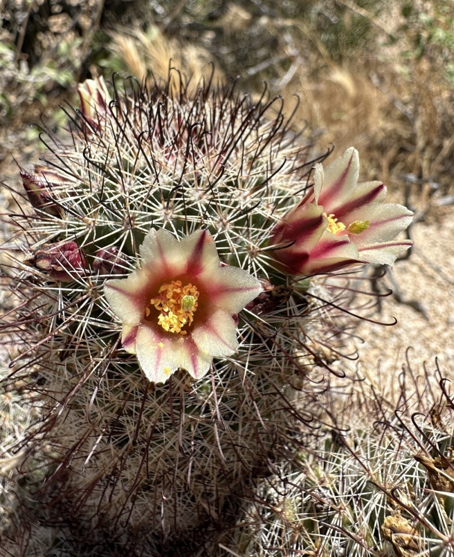 Peninsular Fishhook Cactus — photo 8