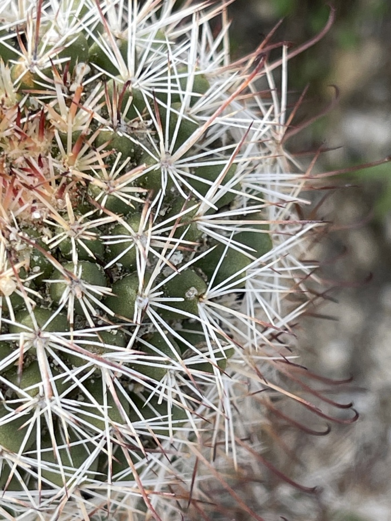 Peninsular Fishhook Cactus — photo 9