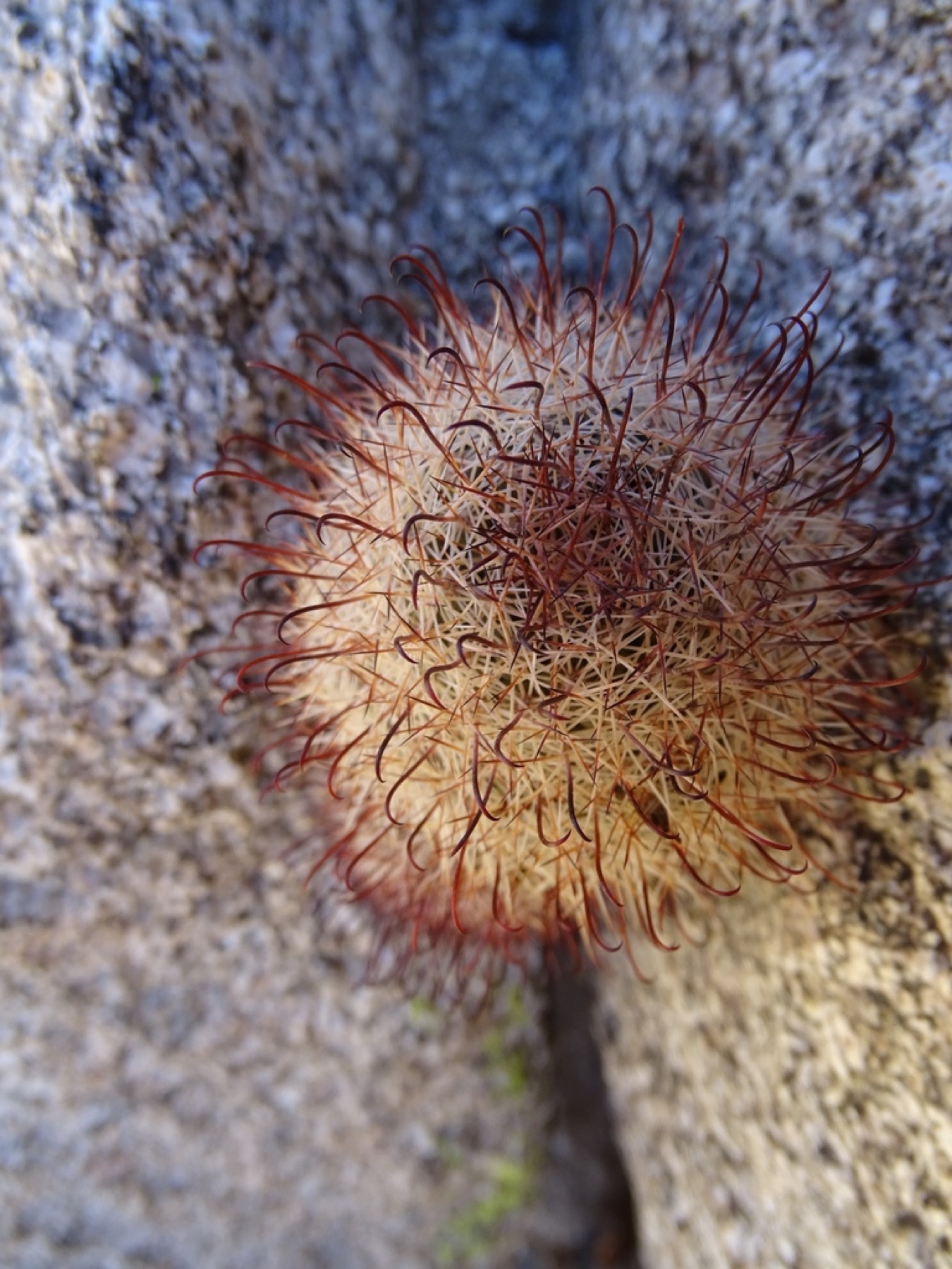 Peninsular Fishhook Cactus — photo 10
