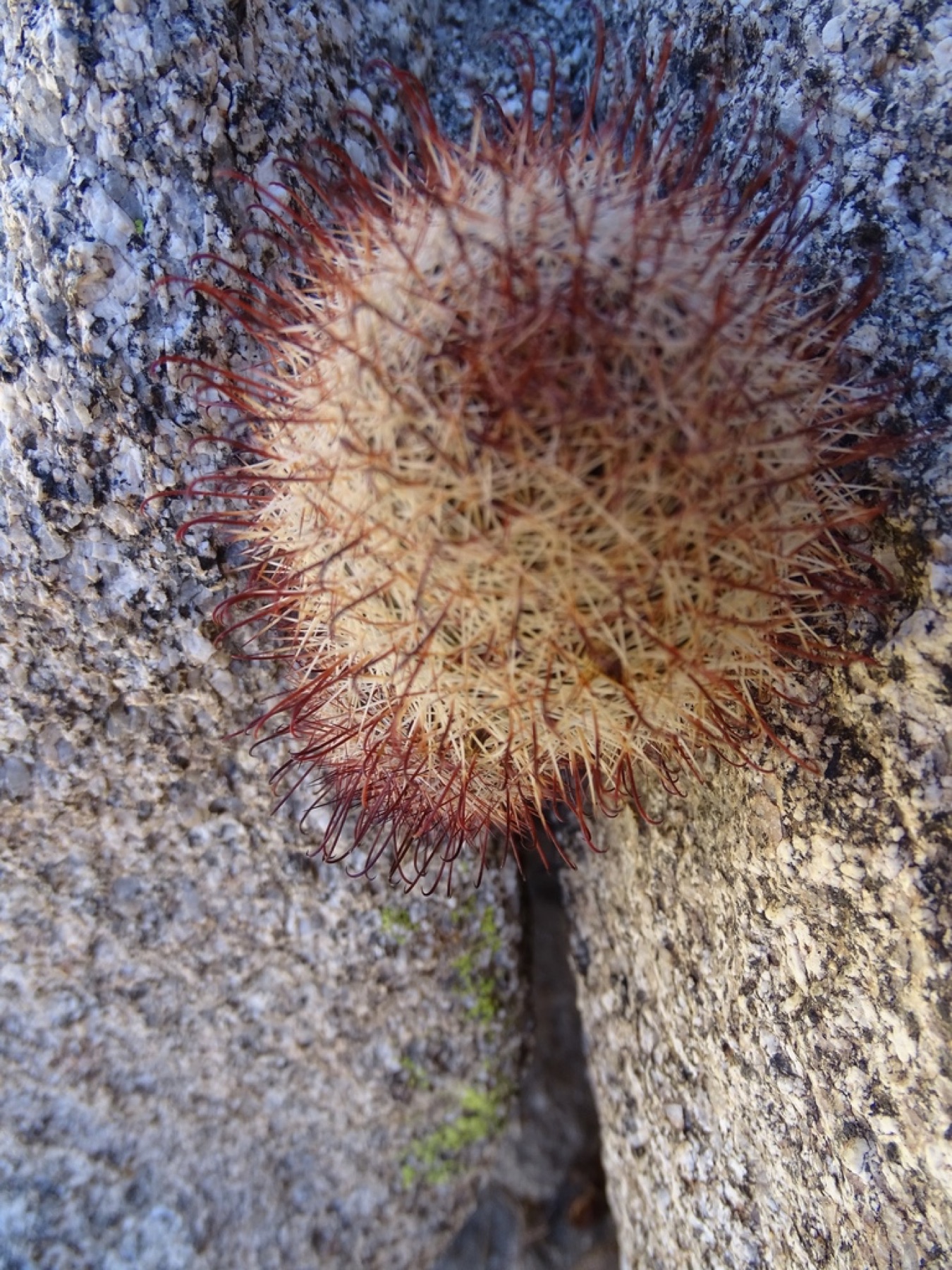 Peninsular Fishhook Cactus — photo 11