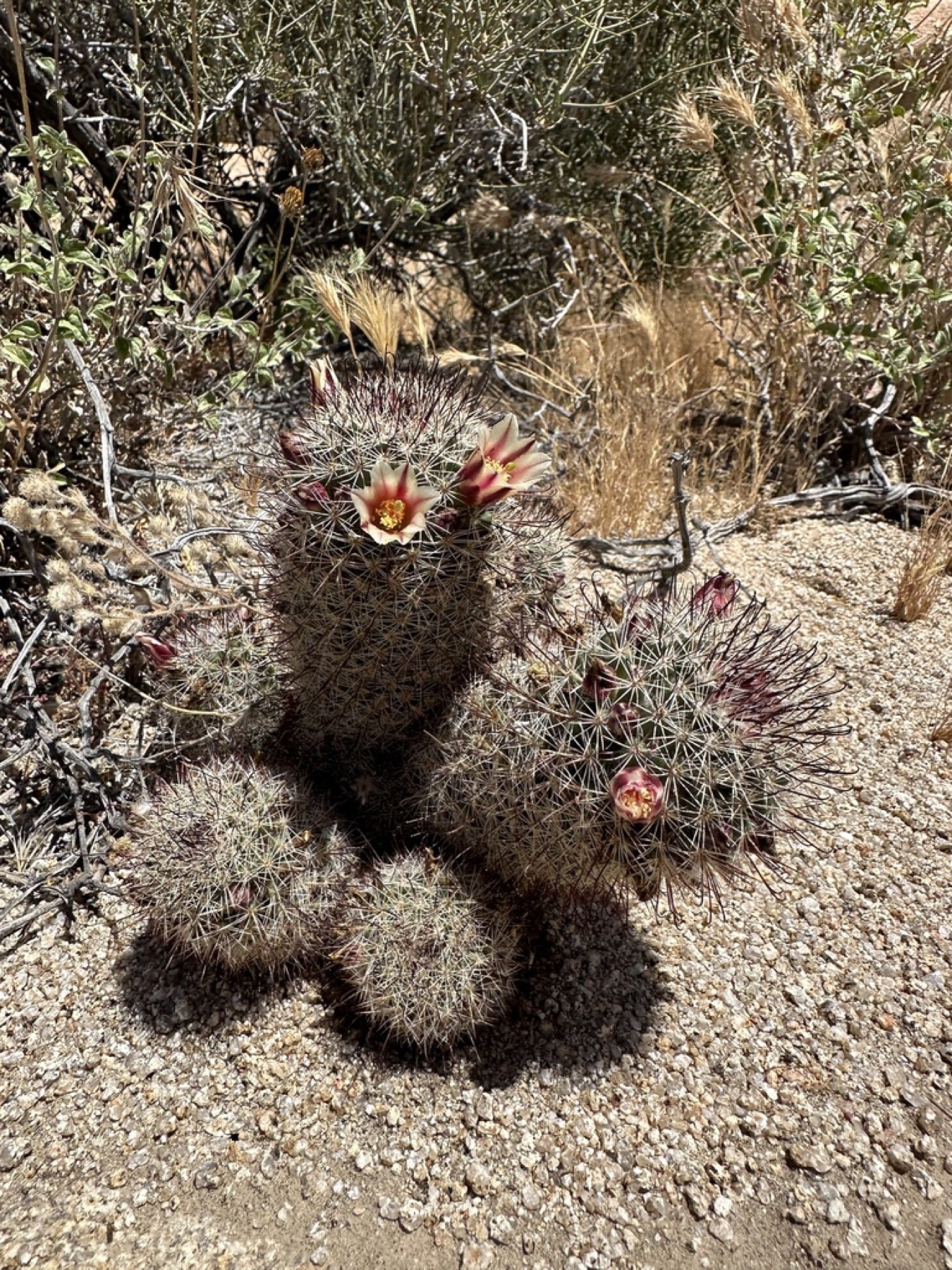 Peninsular Fishhook Cactus — photo 12