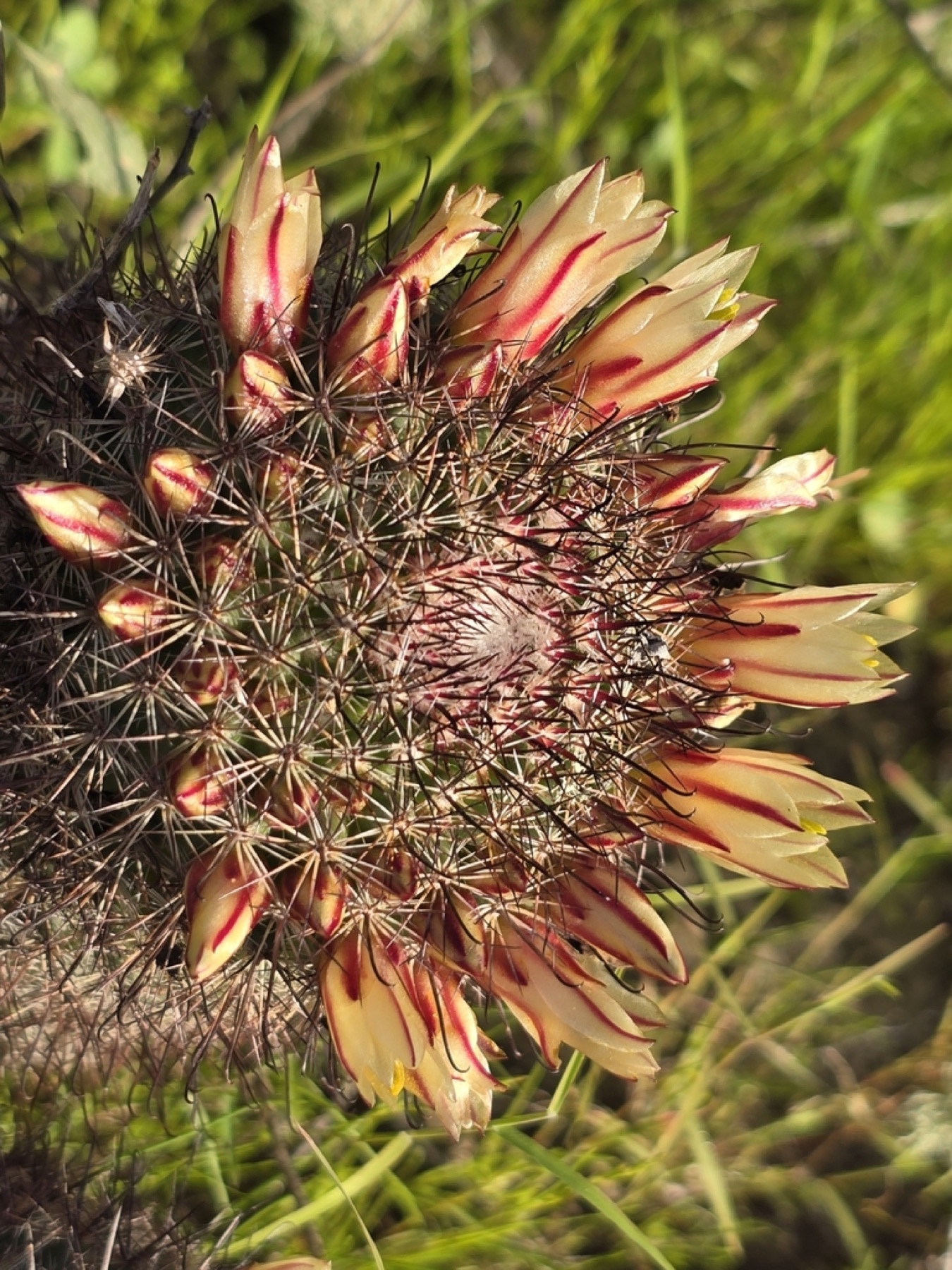 Peninsular Fishhook Cactus — photo 13