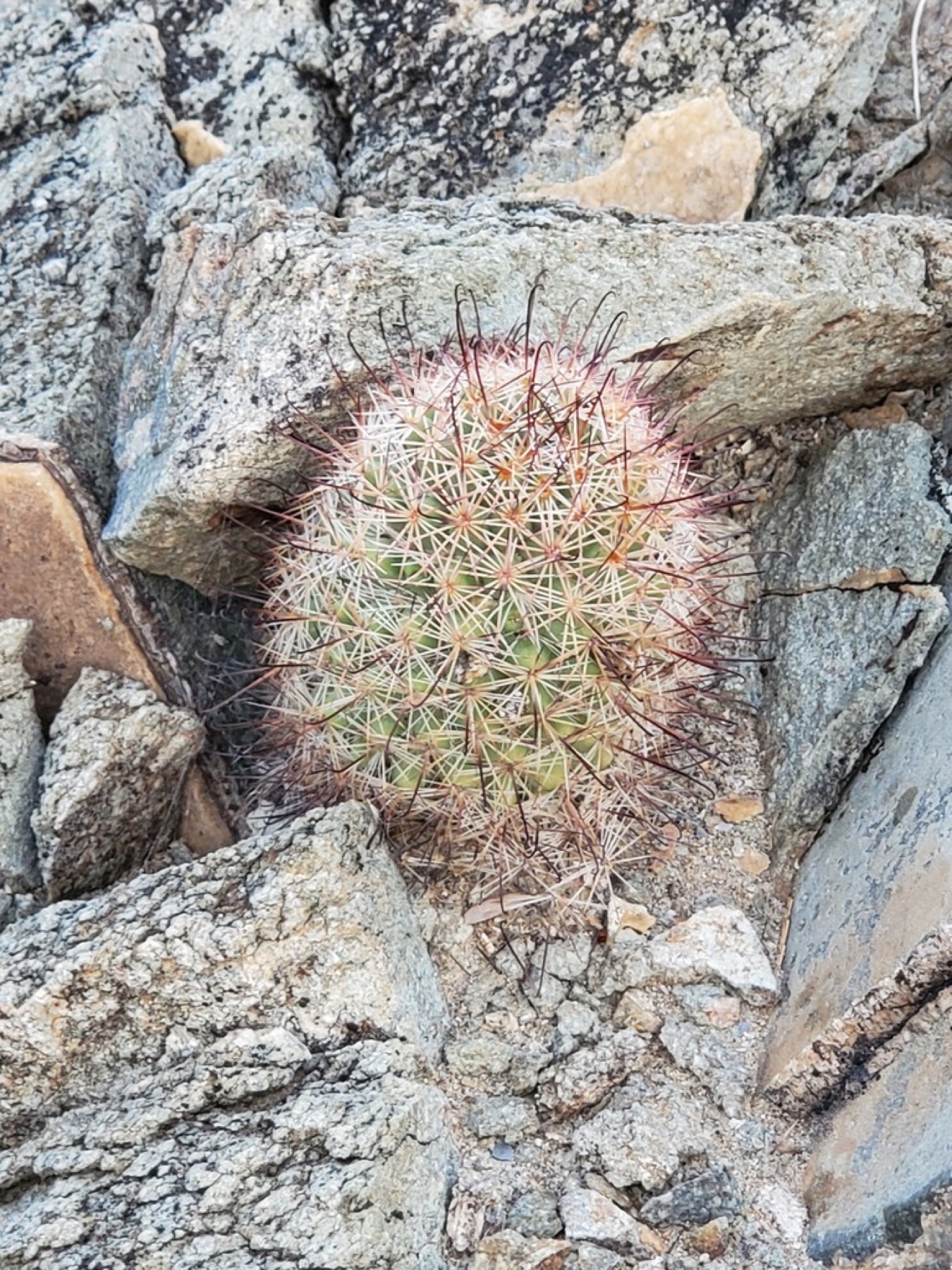 Peninsular Fishhook Cactus — photo 14