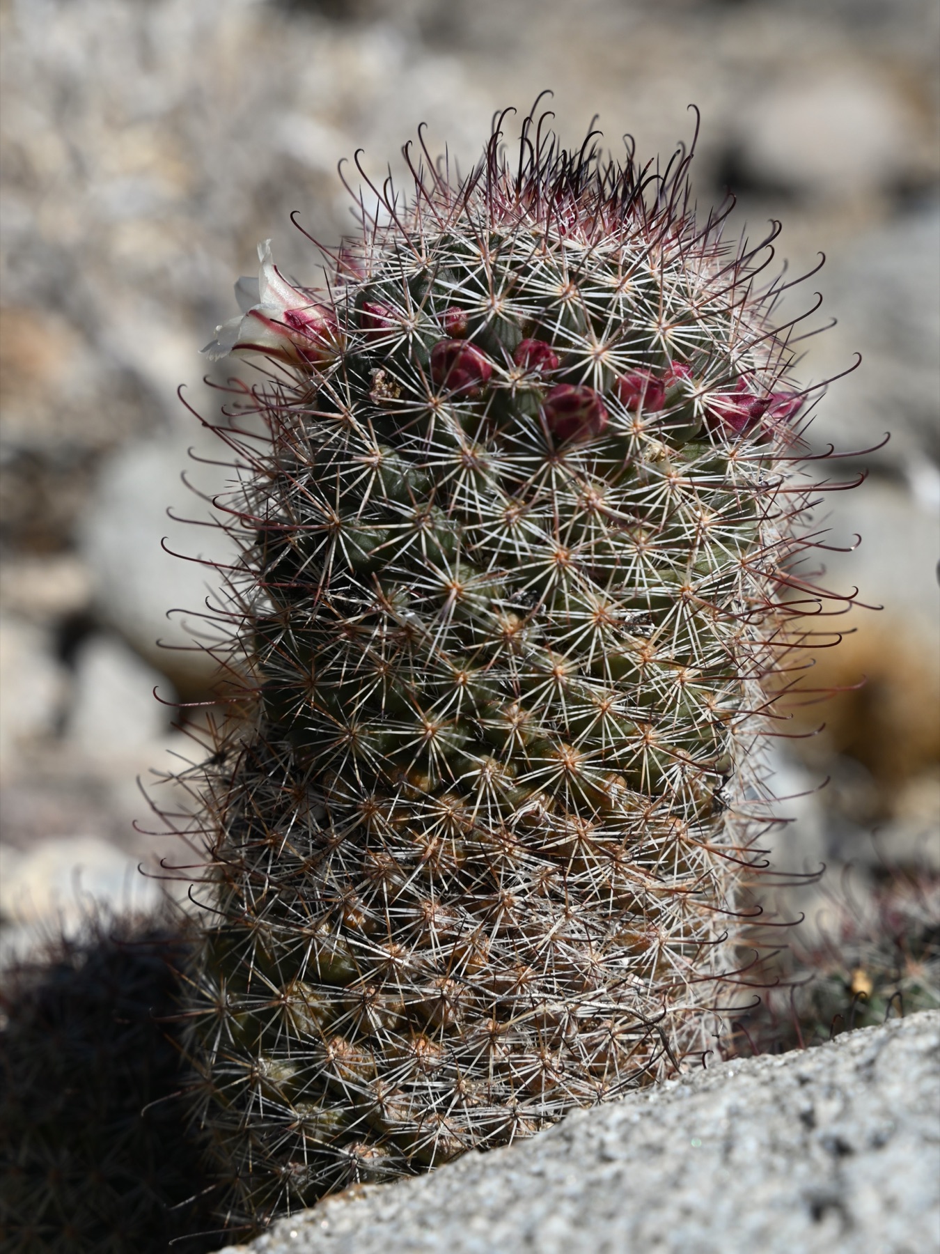 Peninsular Fishhook Cactus — photo 16