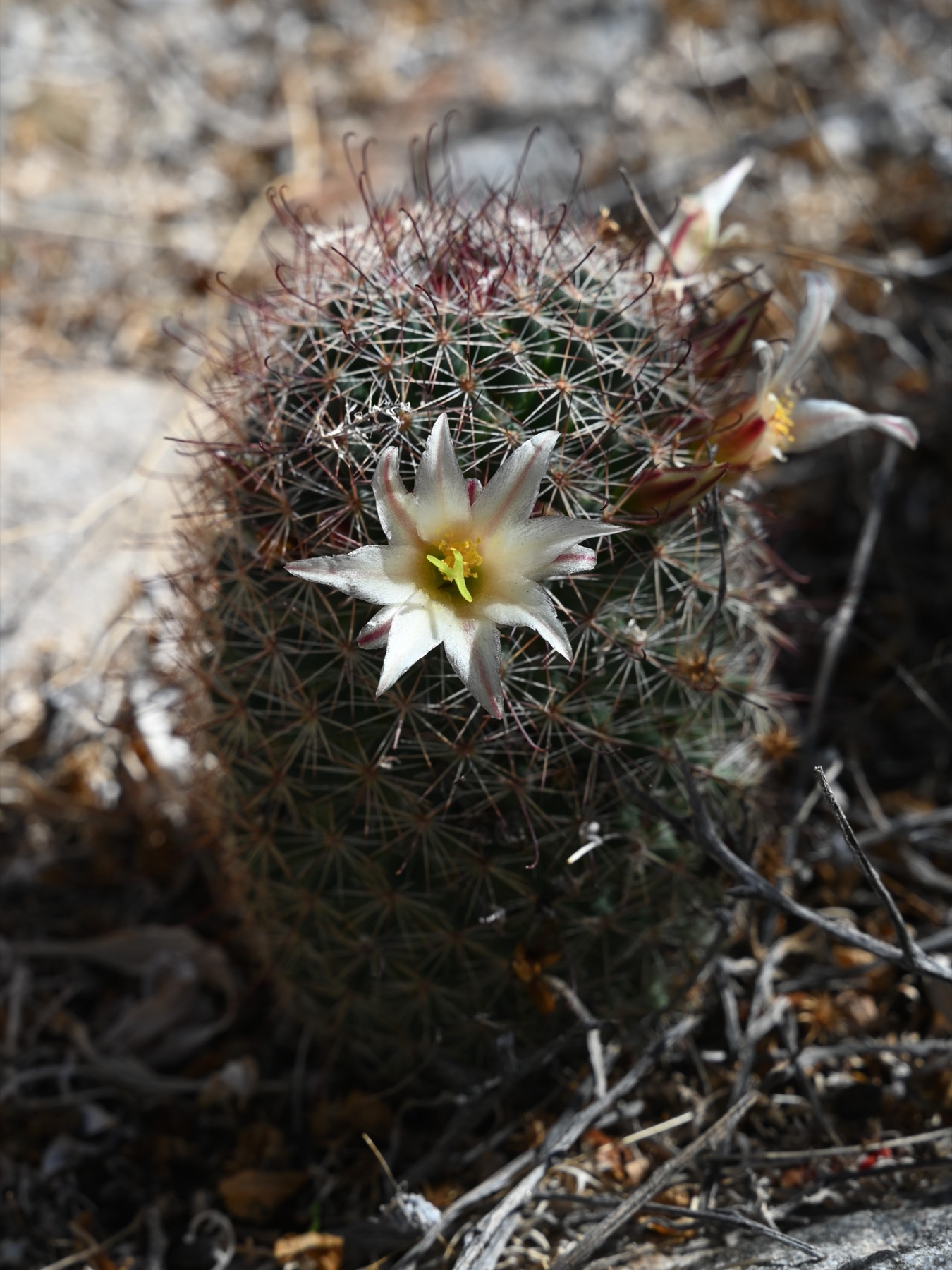 Peninsular Fishhook Cactus — photo 17