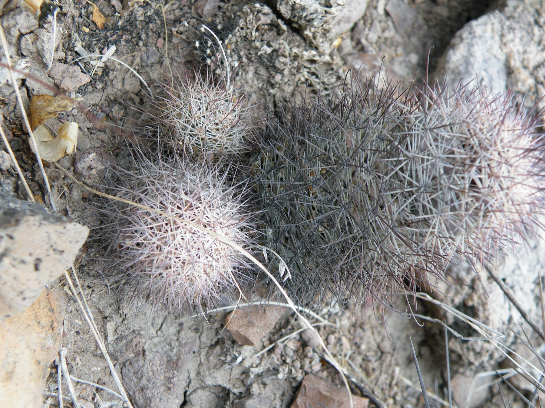 Peninsular Fishhook Cactus — photo 18