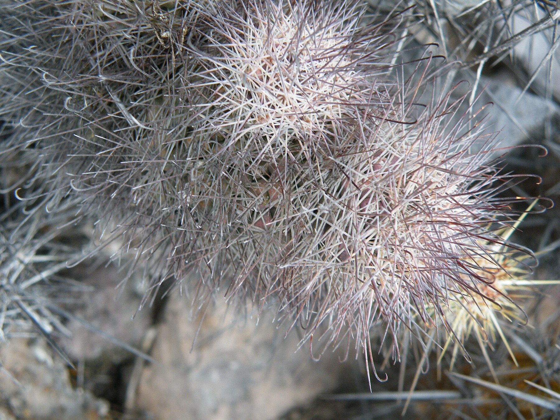 Peninsular Fishhook Cactus — photo 19