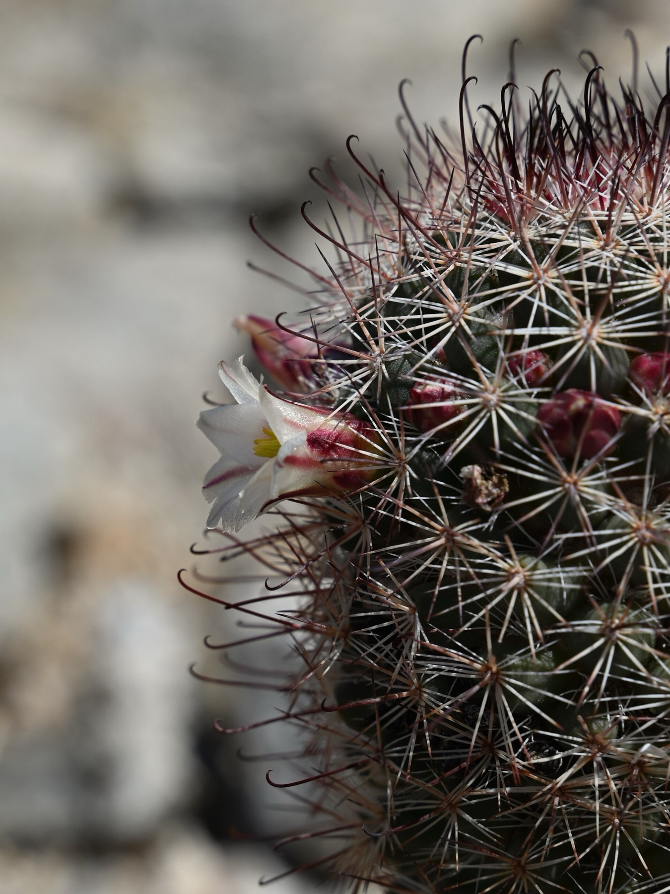 Peninsular Fishhook Cactus — photo 20