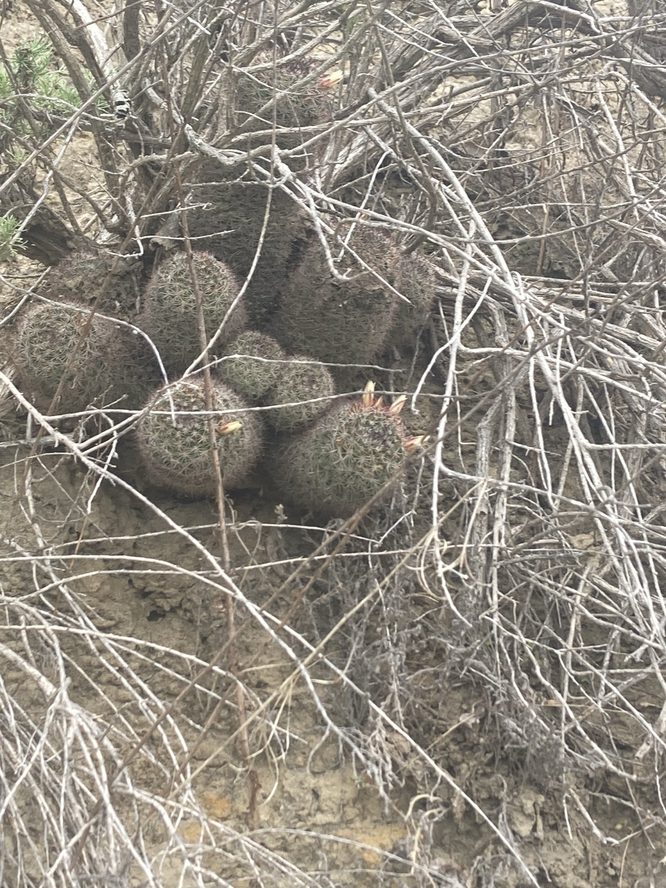 Peninsular Fishhook Cactus — photo 21