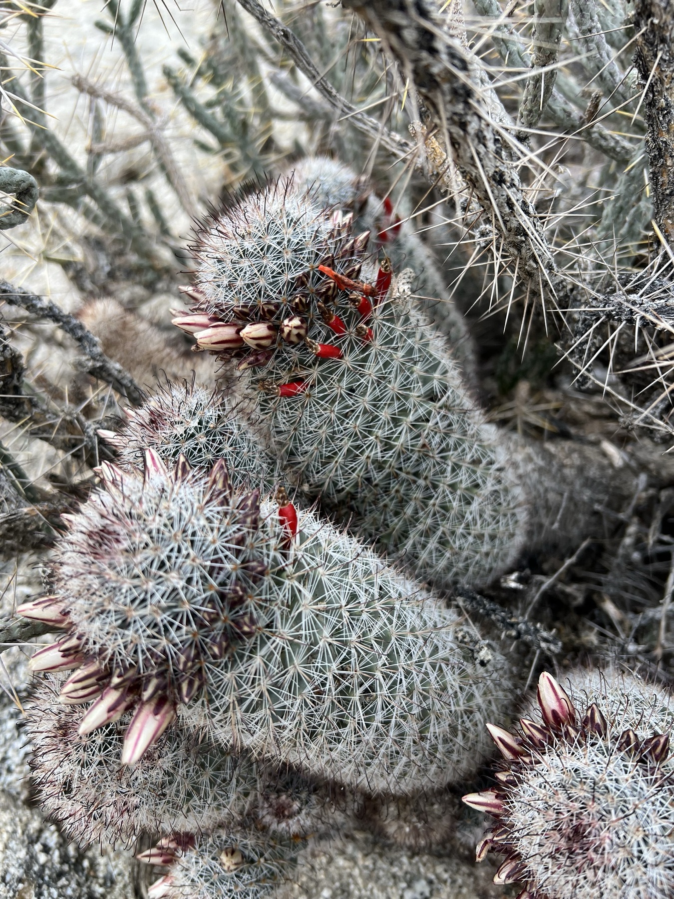 Peninsular Fishhook Cactus — photo 22