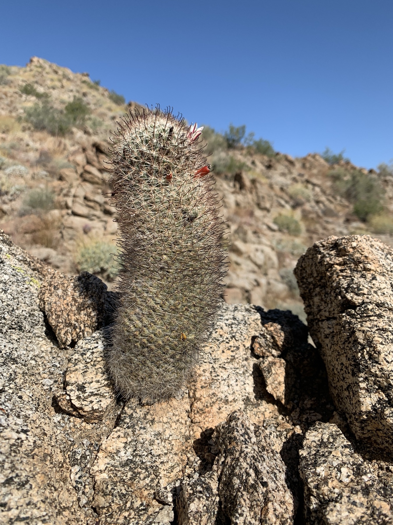 Peninsular Fishhook Cactus — photo 23