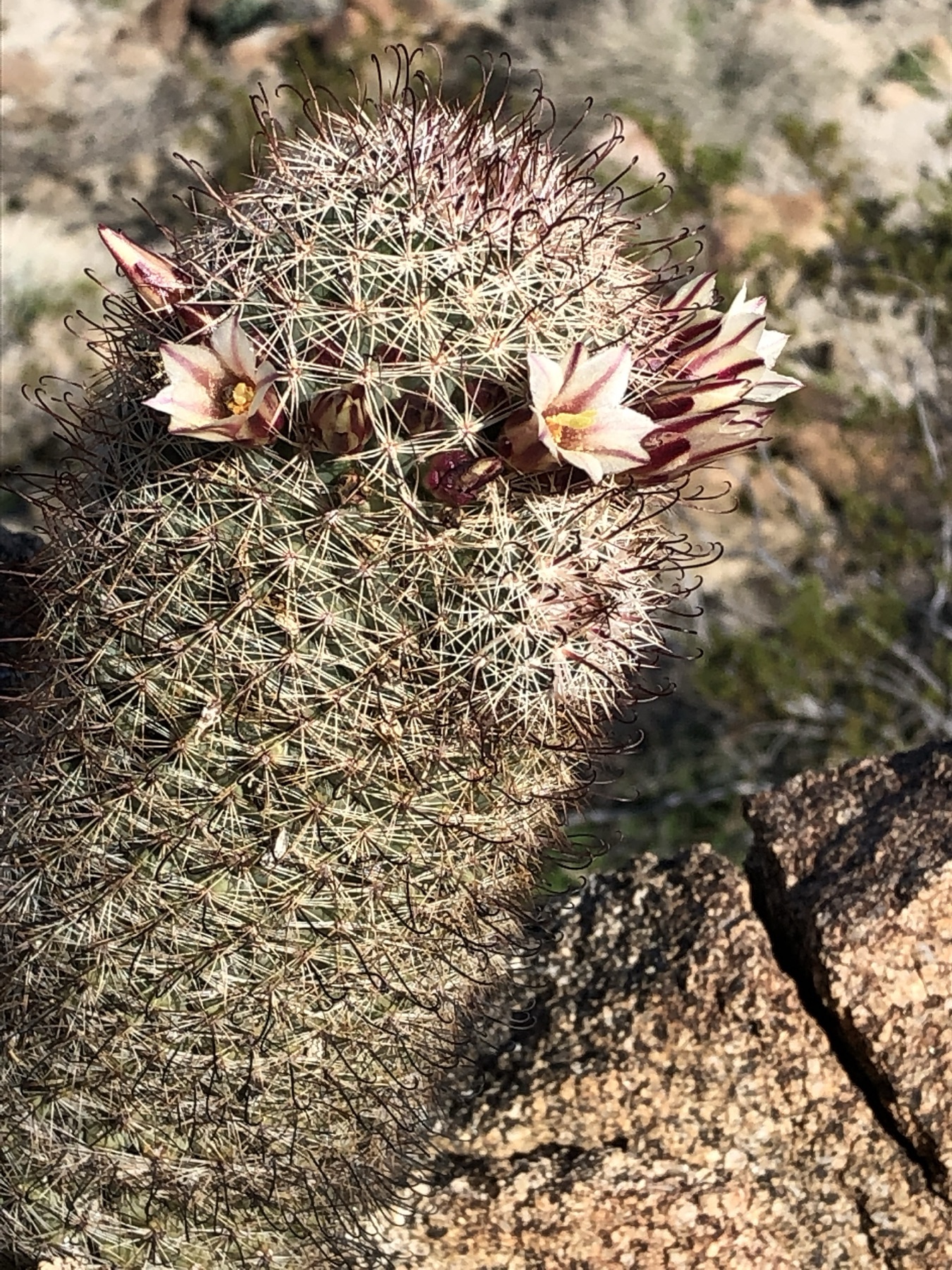 Peninsular Fishhook Cactus — photo 24
