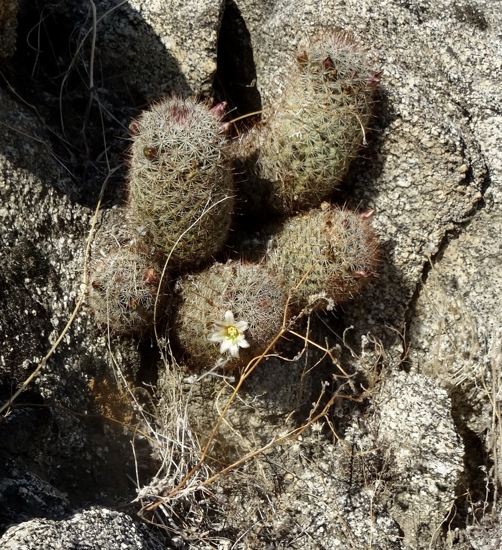 Peninsular Fishhook Cactus