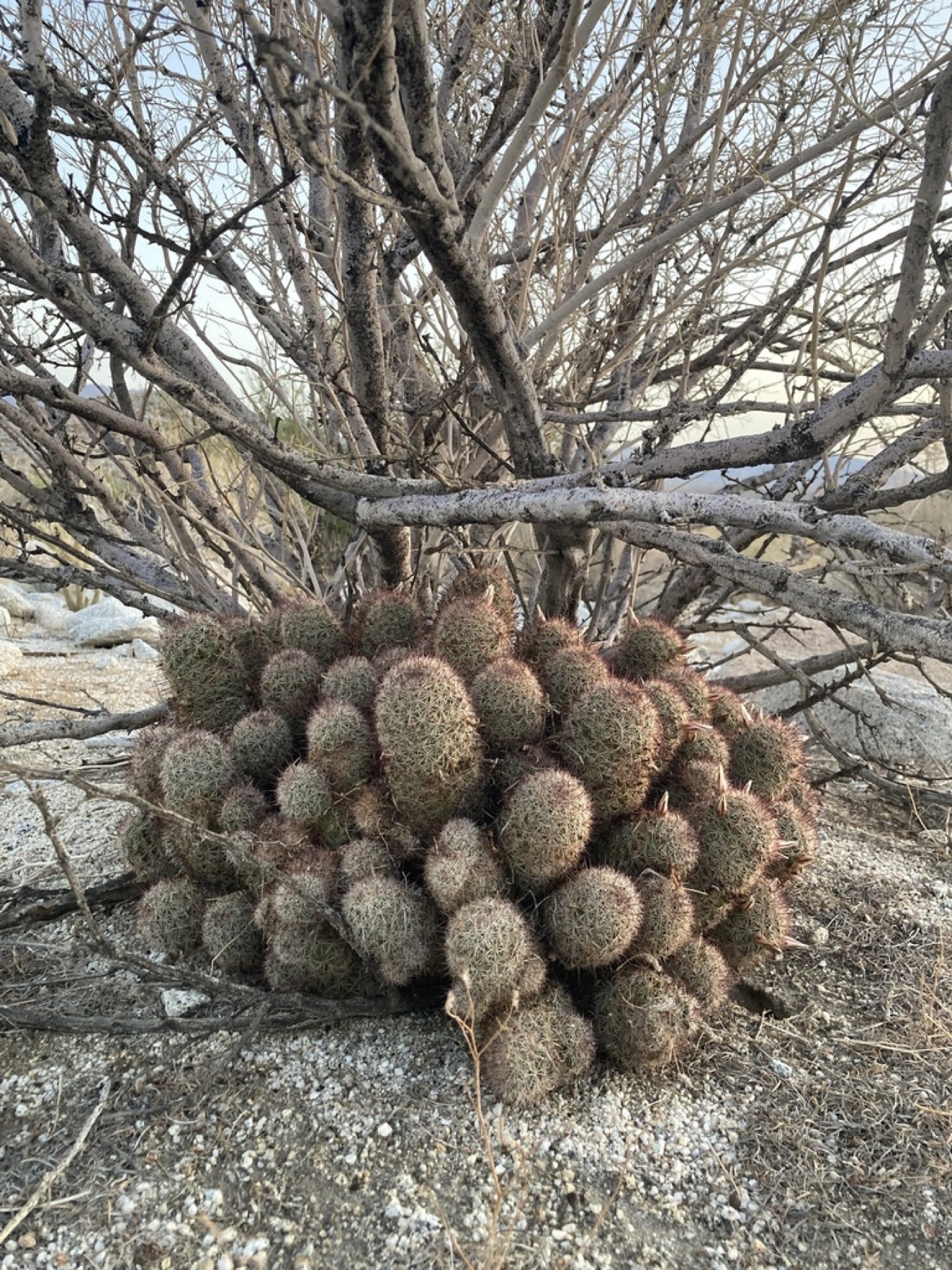 Peninsular Fishhook Cactus — photo 2