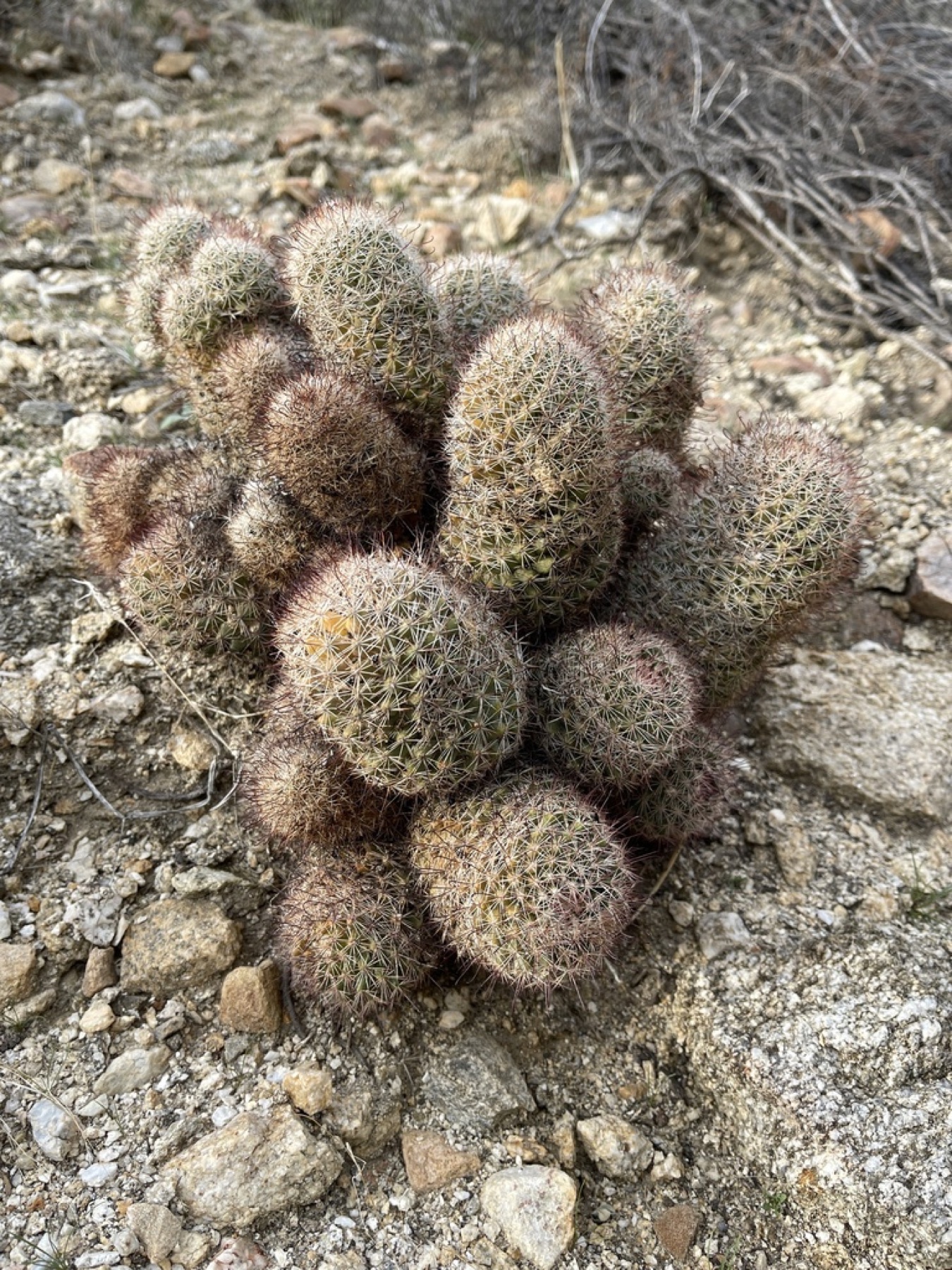Peninsular Fishhook Cactus — photo 3