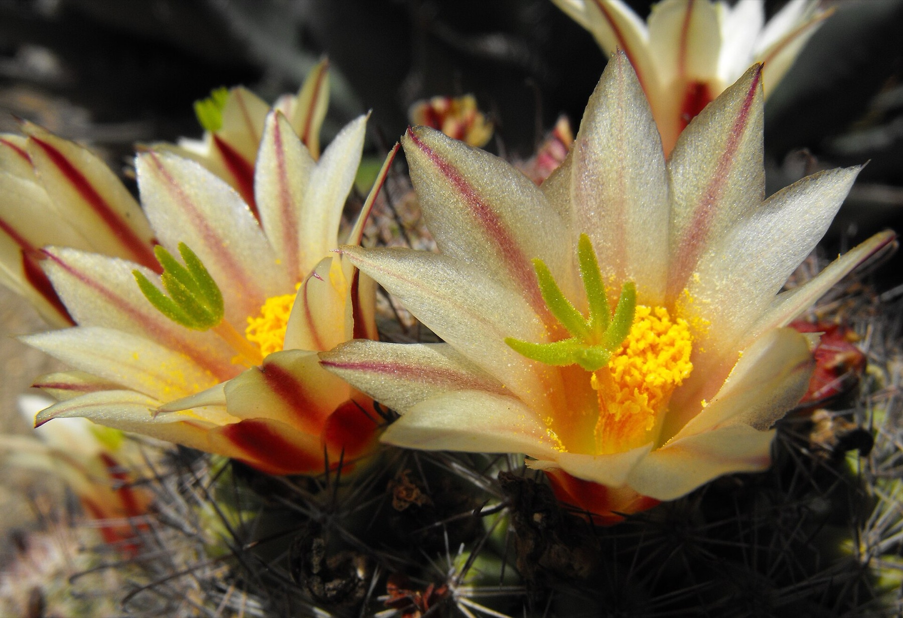 Peninsular Fishhook Cactus — photo 5